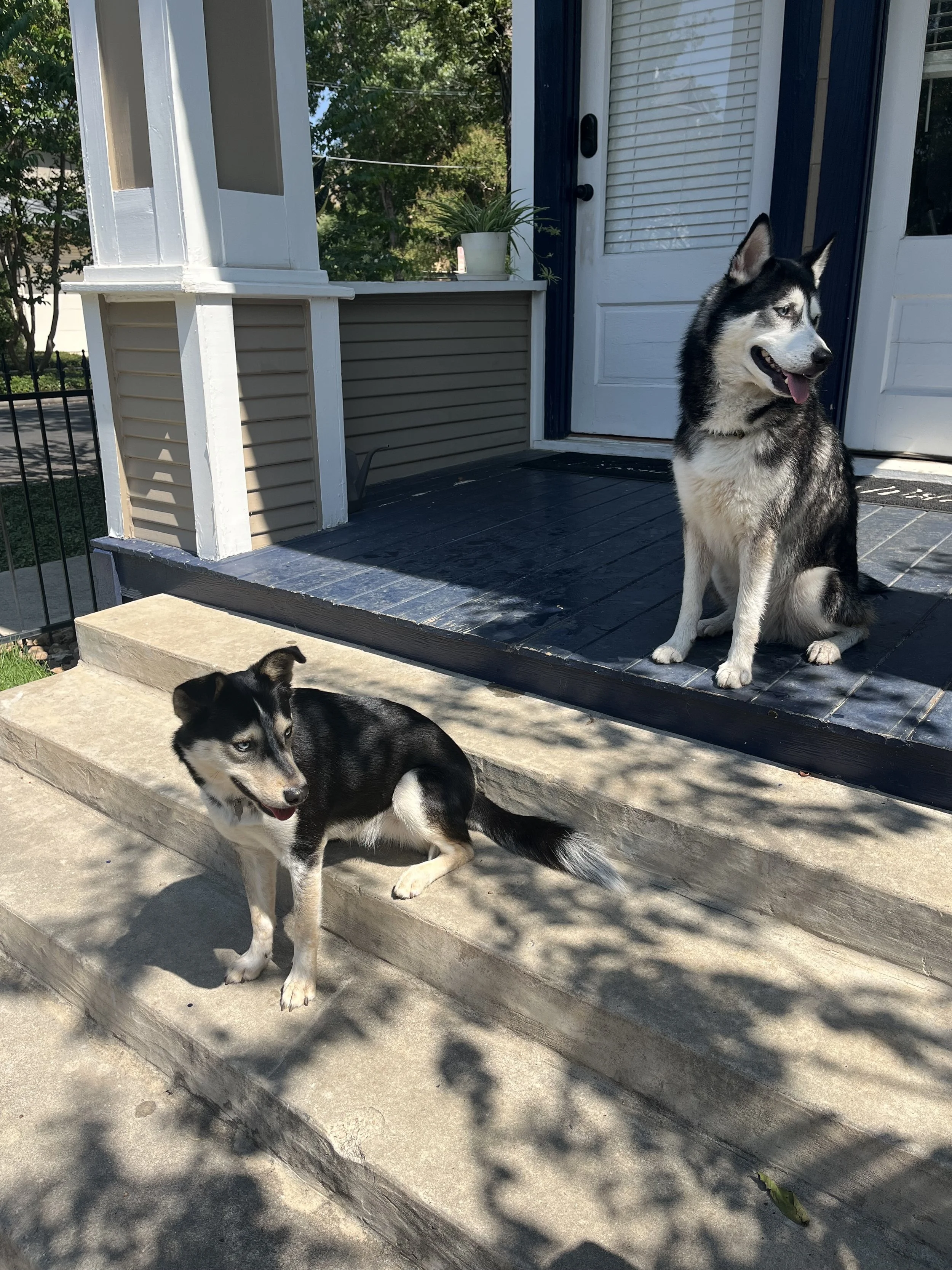 Two huskies, a puppy on the concrete steps and an adult on the porch, outside a house with stairs, porch, and door.