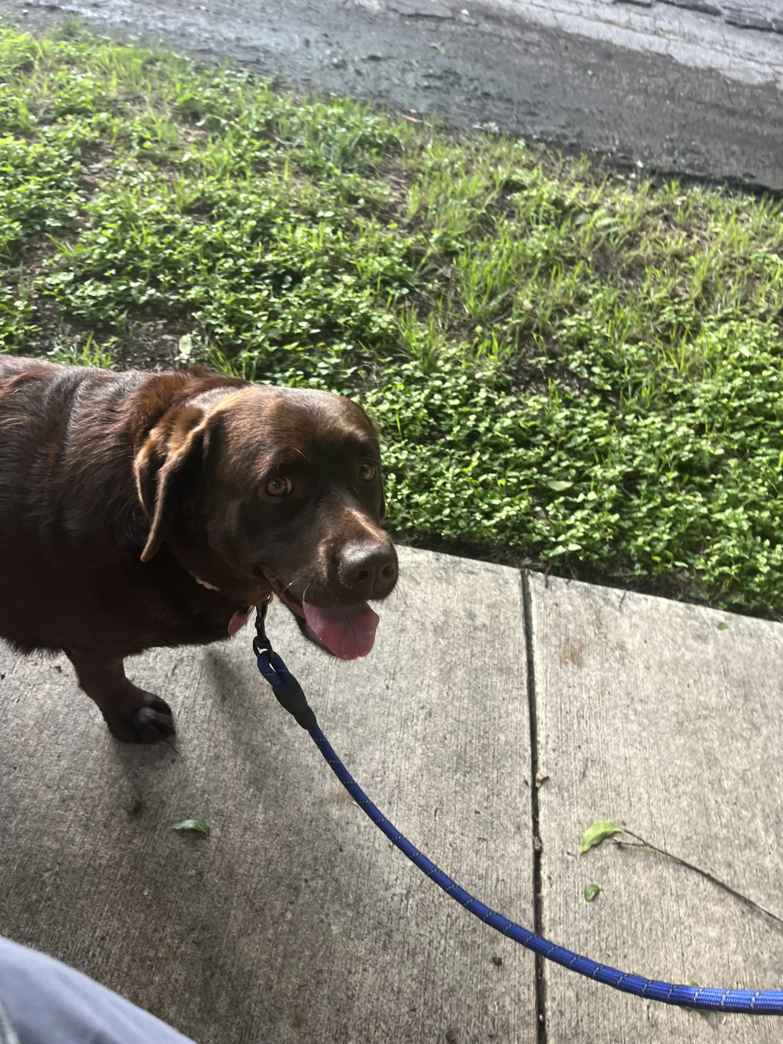 A brown dog with a blue leash standing on a sidewalk with grass and plants nearby.