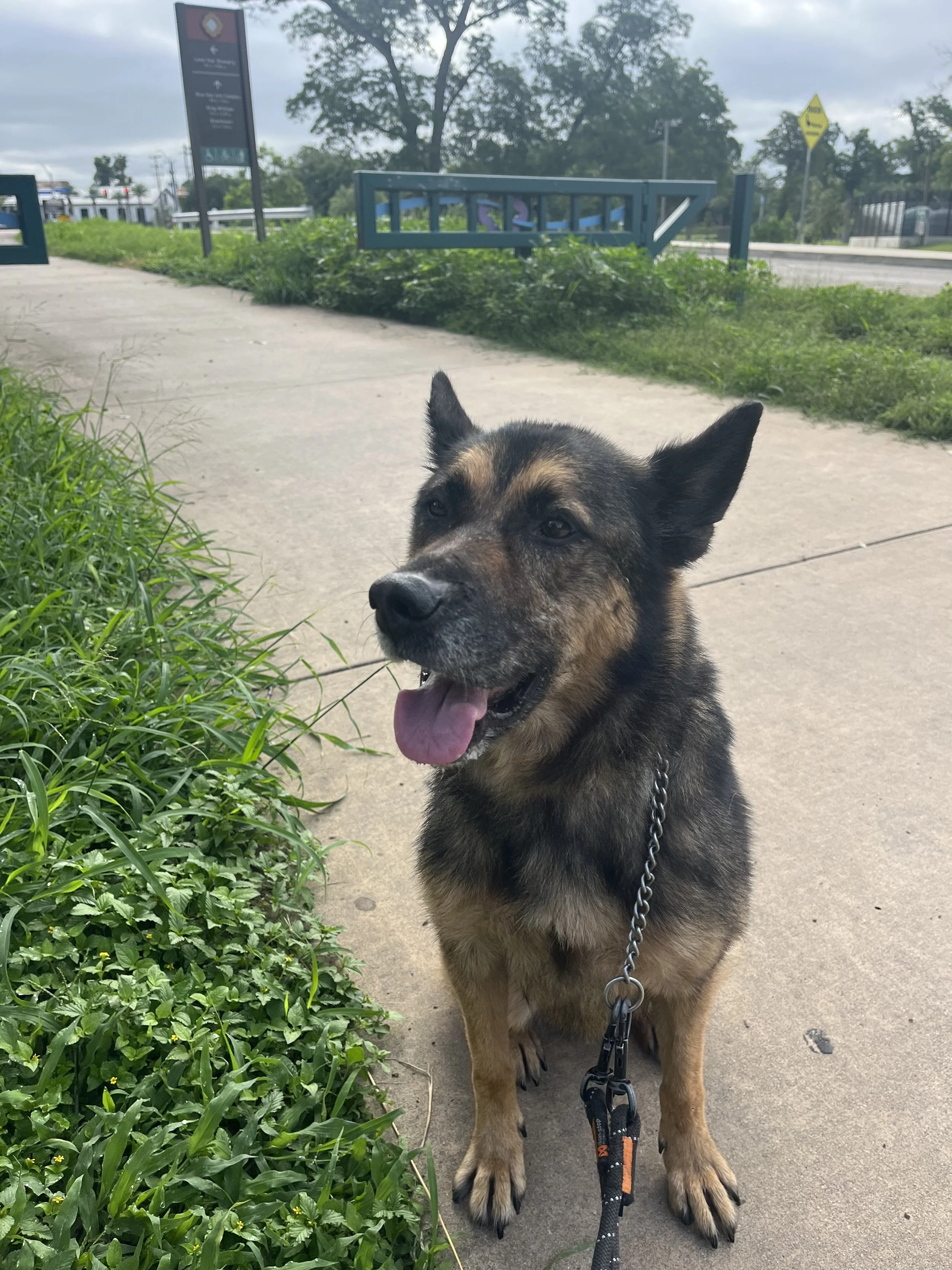 A German Shepherd mix dog standing on a sidewalk with a leash, smiling with its tongue out, next to green bushes on a cloudy day.