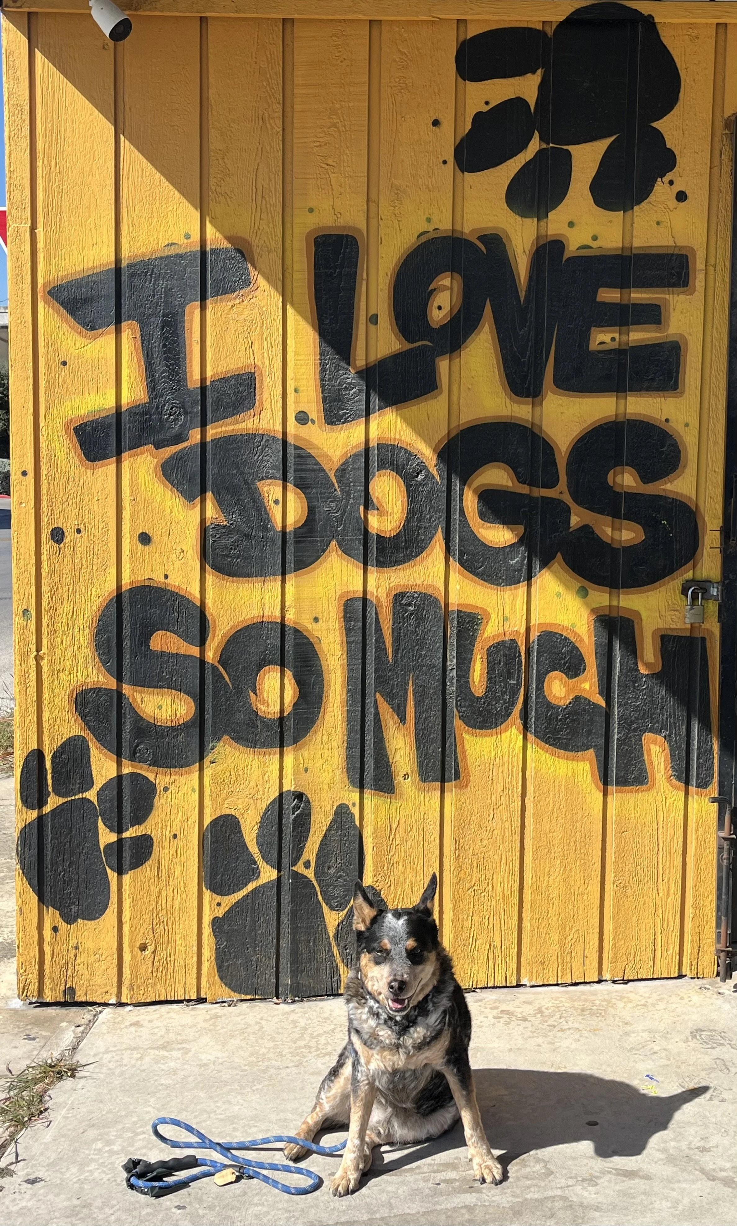 Tailored Dog Running Consultation