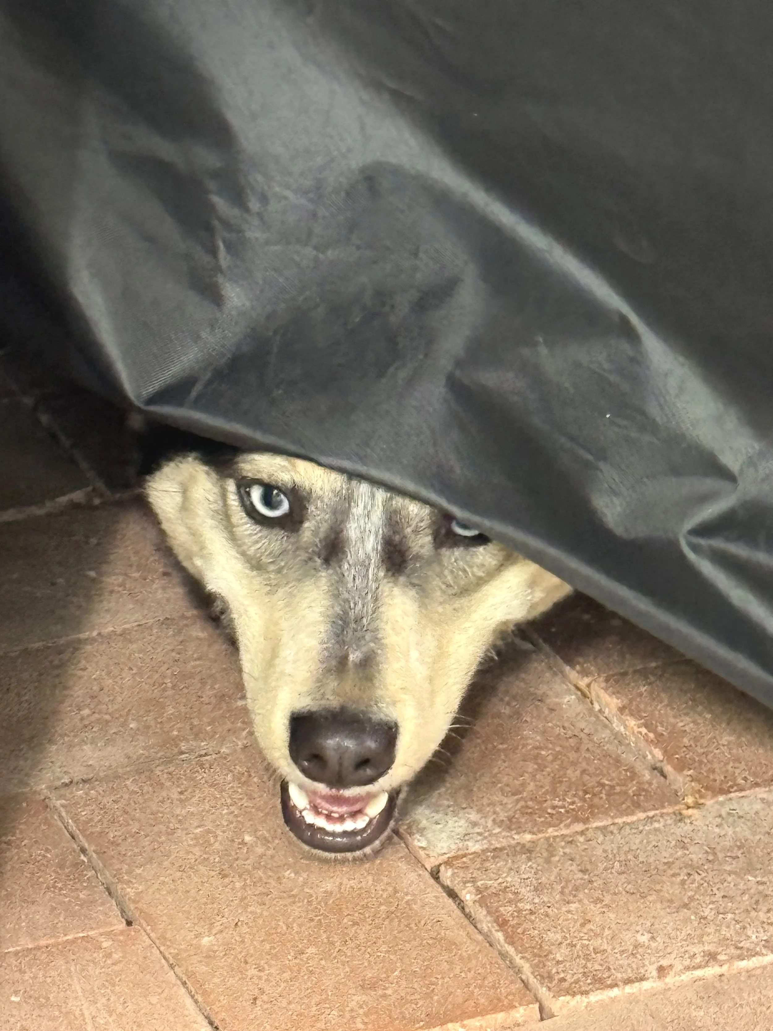 A husky dog with blue eyes peeks out from under a black tarp on a brick floor, showing part of its face and tongue.