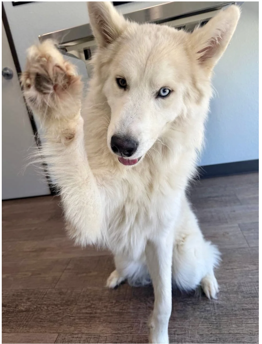 A white Siberian Husky dog with one blue eye and one different colored eye, sitting on a wooden floor indoors, raising one paw, with a slightly open mouth.