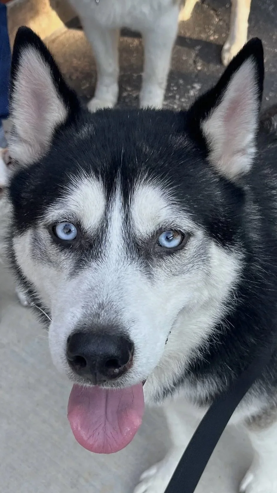 Close-up of a Siberian Husky with blue eyes, tongue out, and black and white fur.