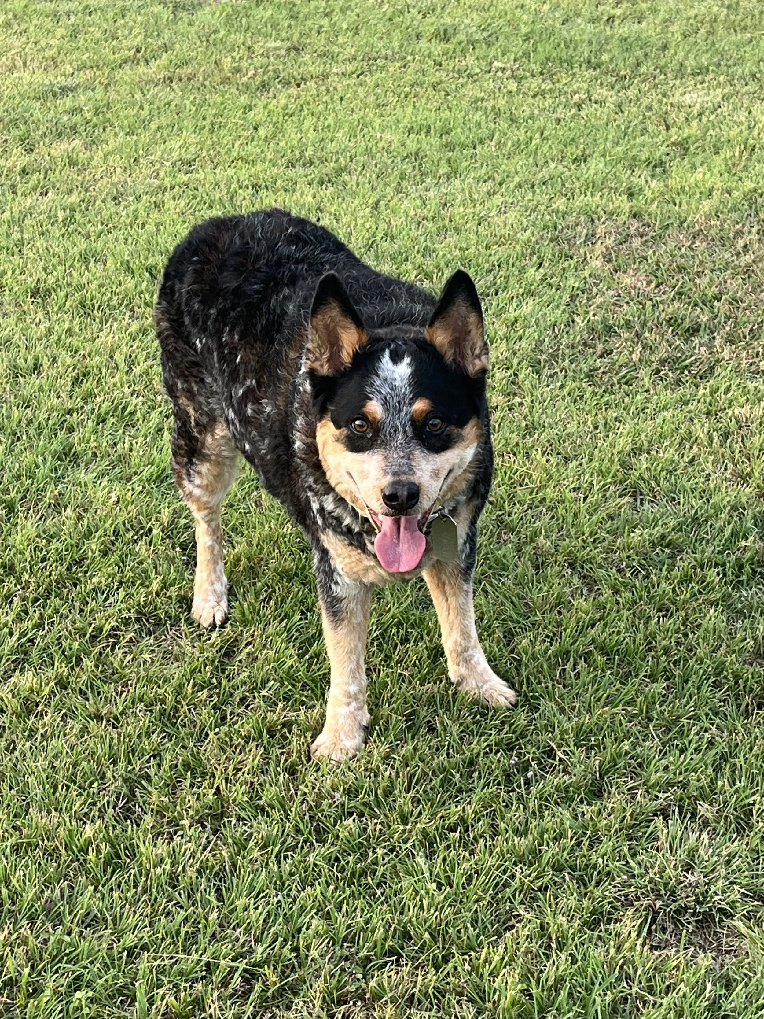 A black, white, and tan Australian Shepherd dog standing on green grass with tongue hanging out.