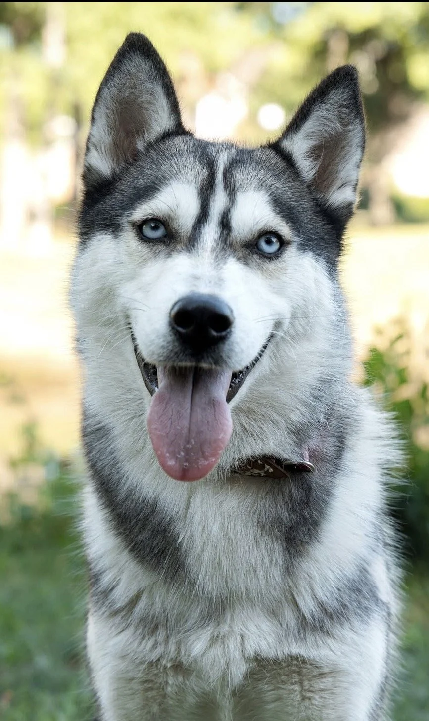 Close-up of a Siberian Husky dog with blue eyes, black and white fur, mouth open, tongue out, outdoors with blurred greenery background.