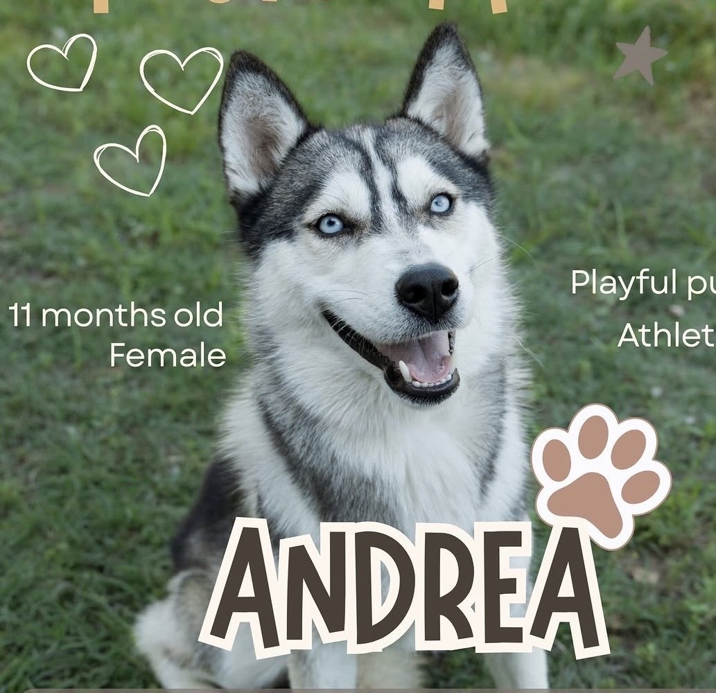 A happy 11-month-old female husky with blue eyes sitting on grass outdoors, with text indicating her name is Andrea, and she is playful, a puppy, and an athlete.