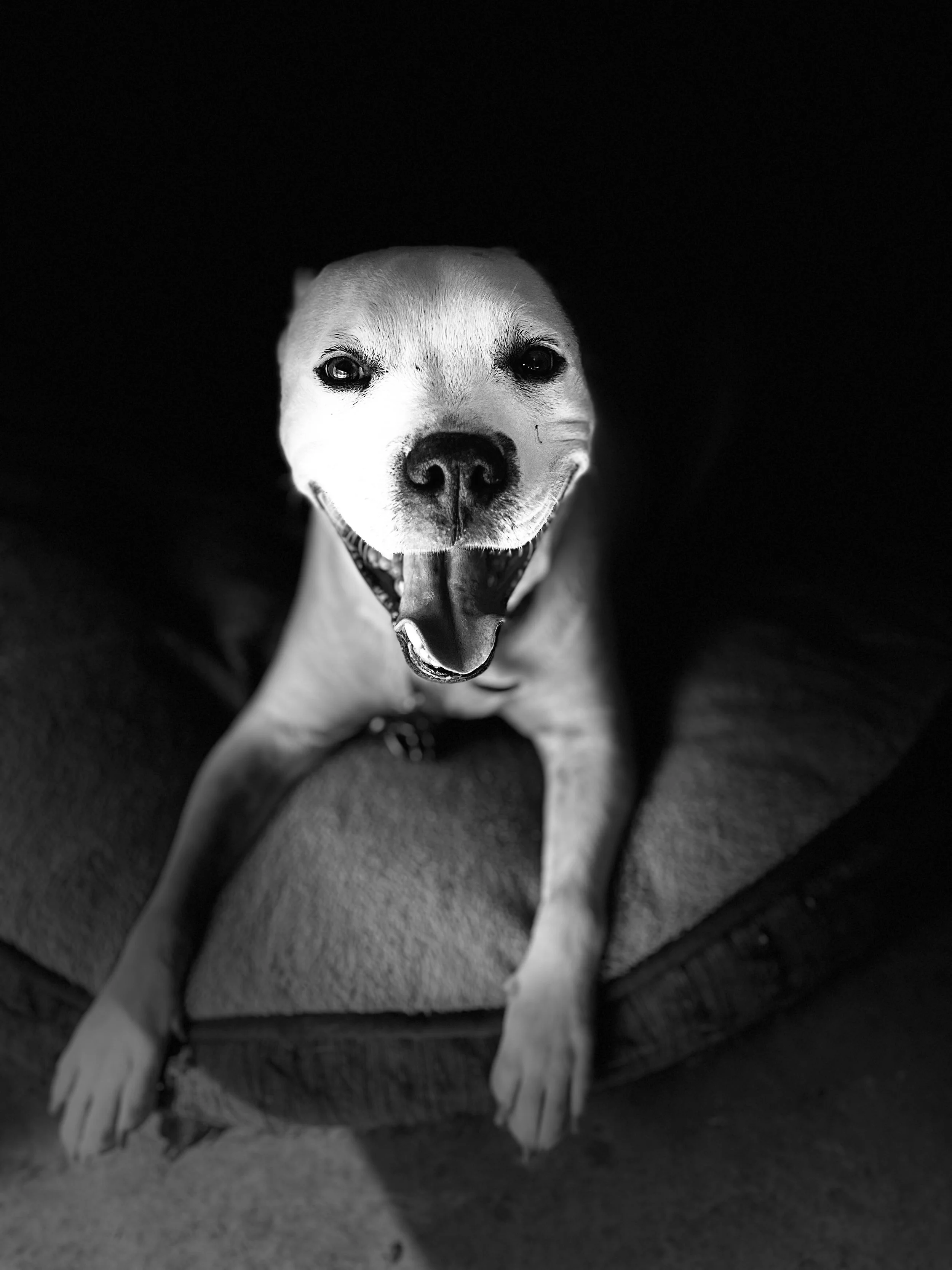 PePe one happy dog! He always had a smile on...R.I.P.