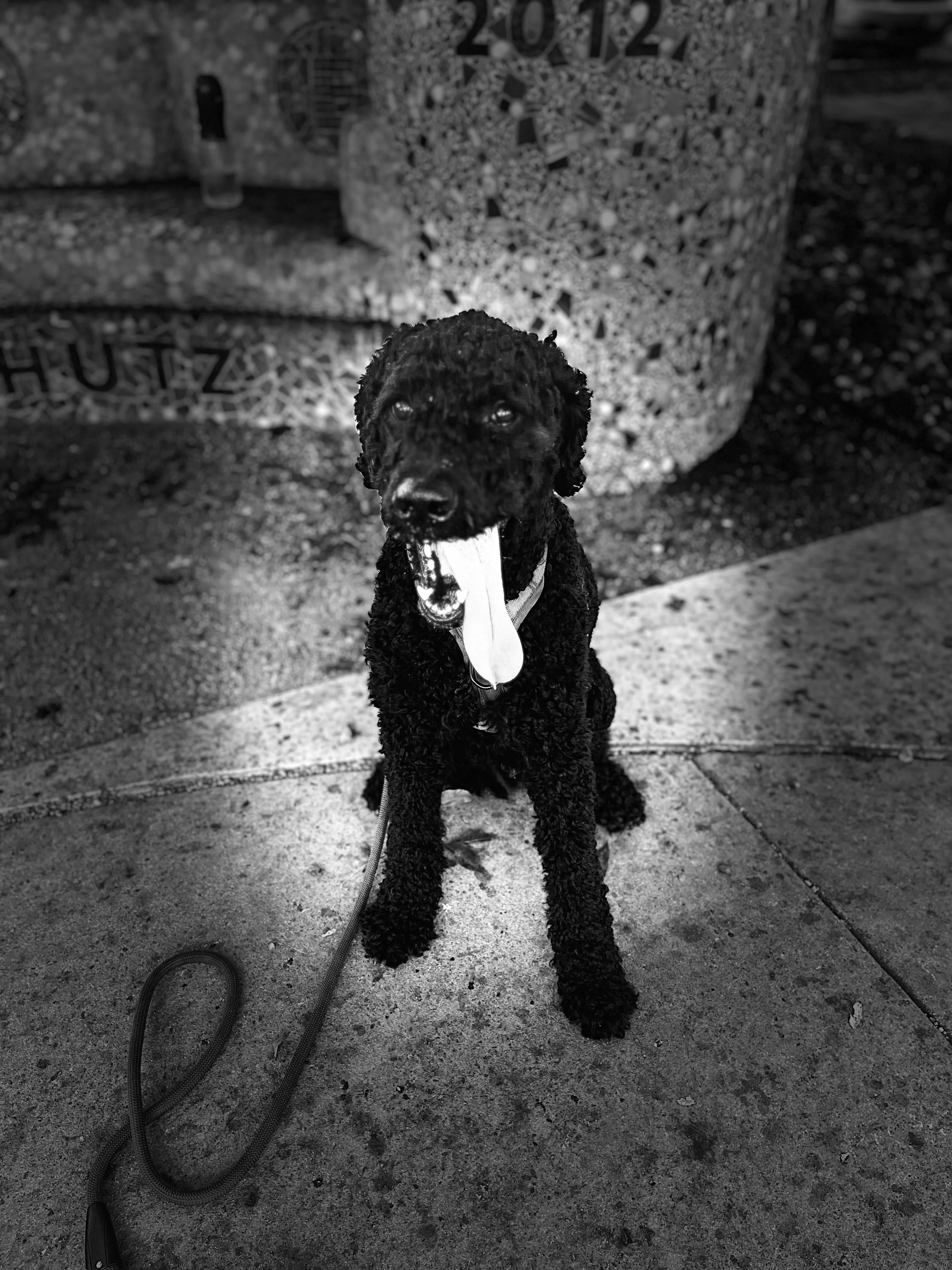 A curly-haired dog sitting on a sidewalk with its tongue out, with a mosaic-covered post in the background.