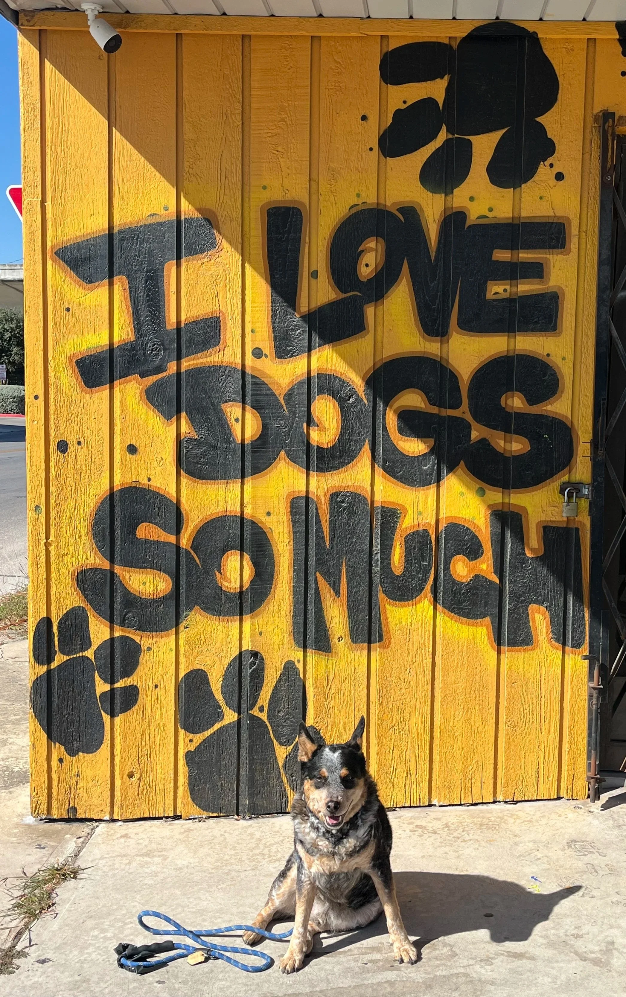A sign on a yellow wooden wall that reads 'I love dogs so much' in large black spray-painted letters with black paw prints and paint splatters. A smiling black, white, and tan dog with a leash sitting on the sidewalk in front of the sign, outdoors on a sunny day.