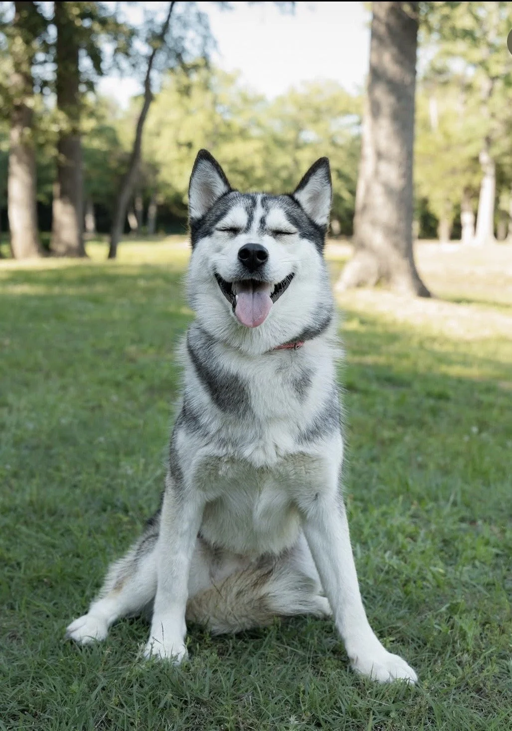 A happy Siberian Husky dog sitting on grass in a park with trees in the background, smiling with eyes closed and tongue out.