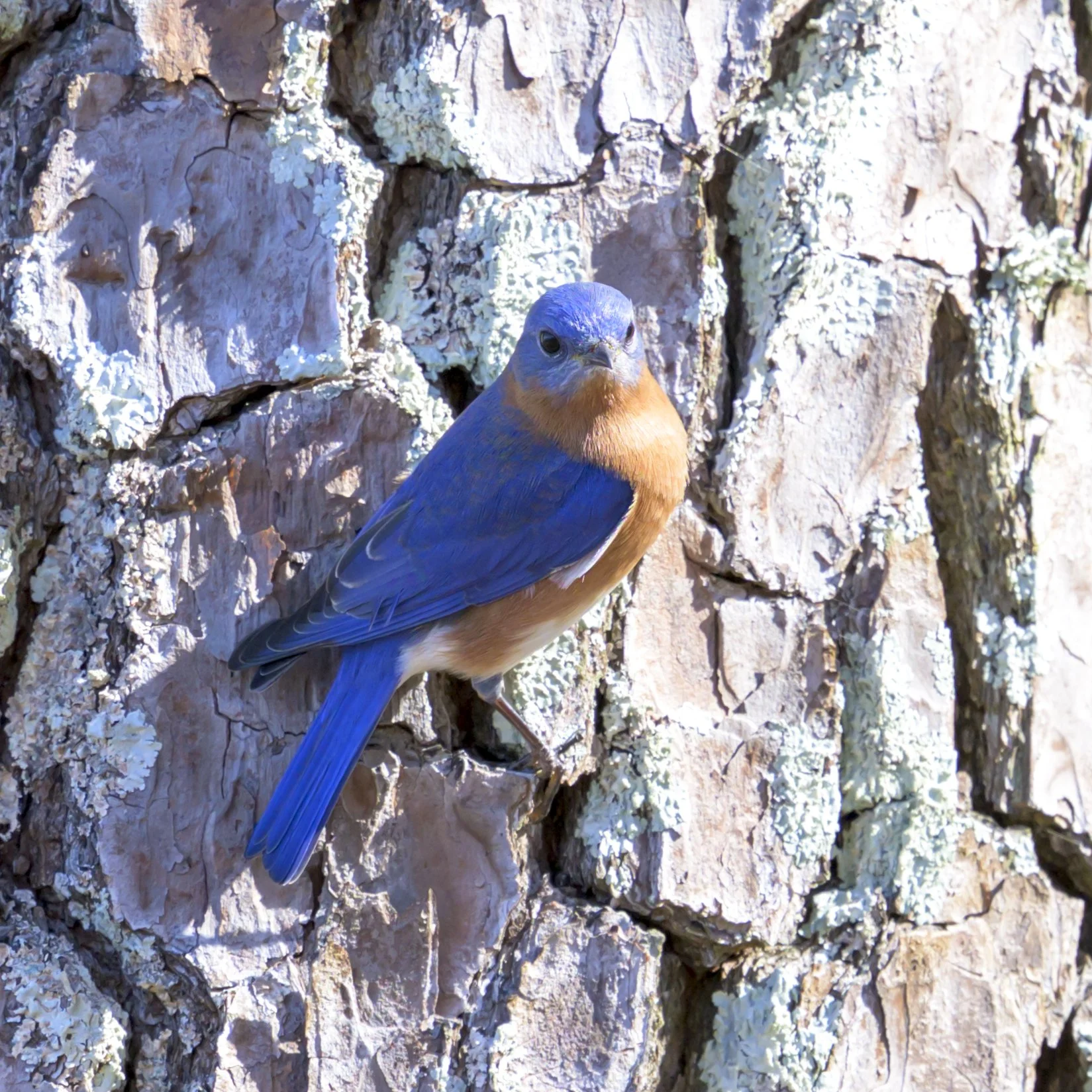 Feather Fest at Monte Sano State Park