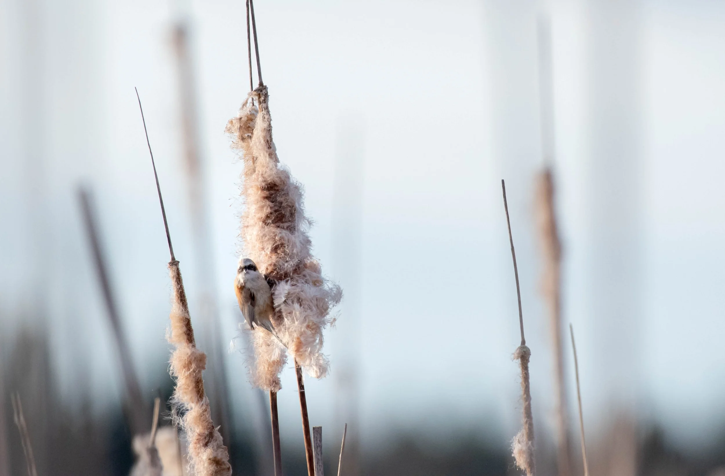 A small bird perched on a dried cattail plant in a marsh or wetland area.