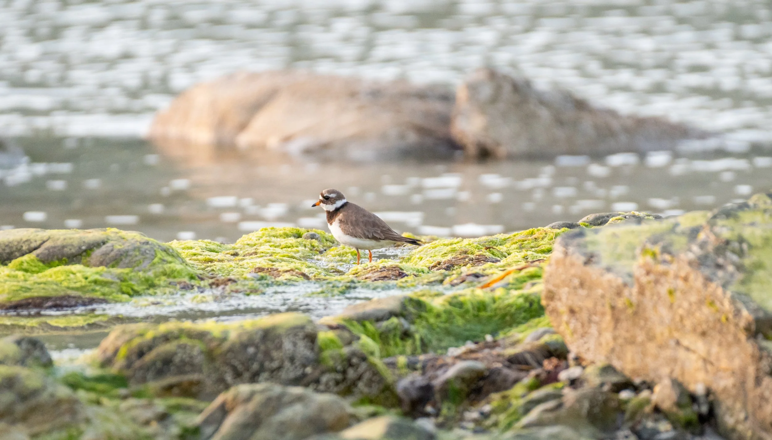 A small bird standing on moss-covered rocks by the water with a large rock in the background.