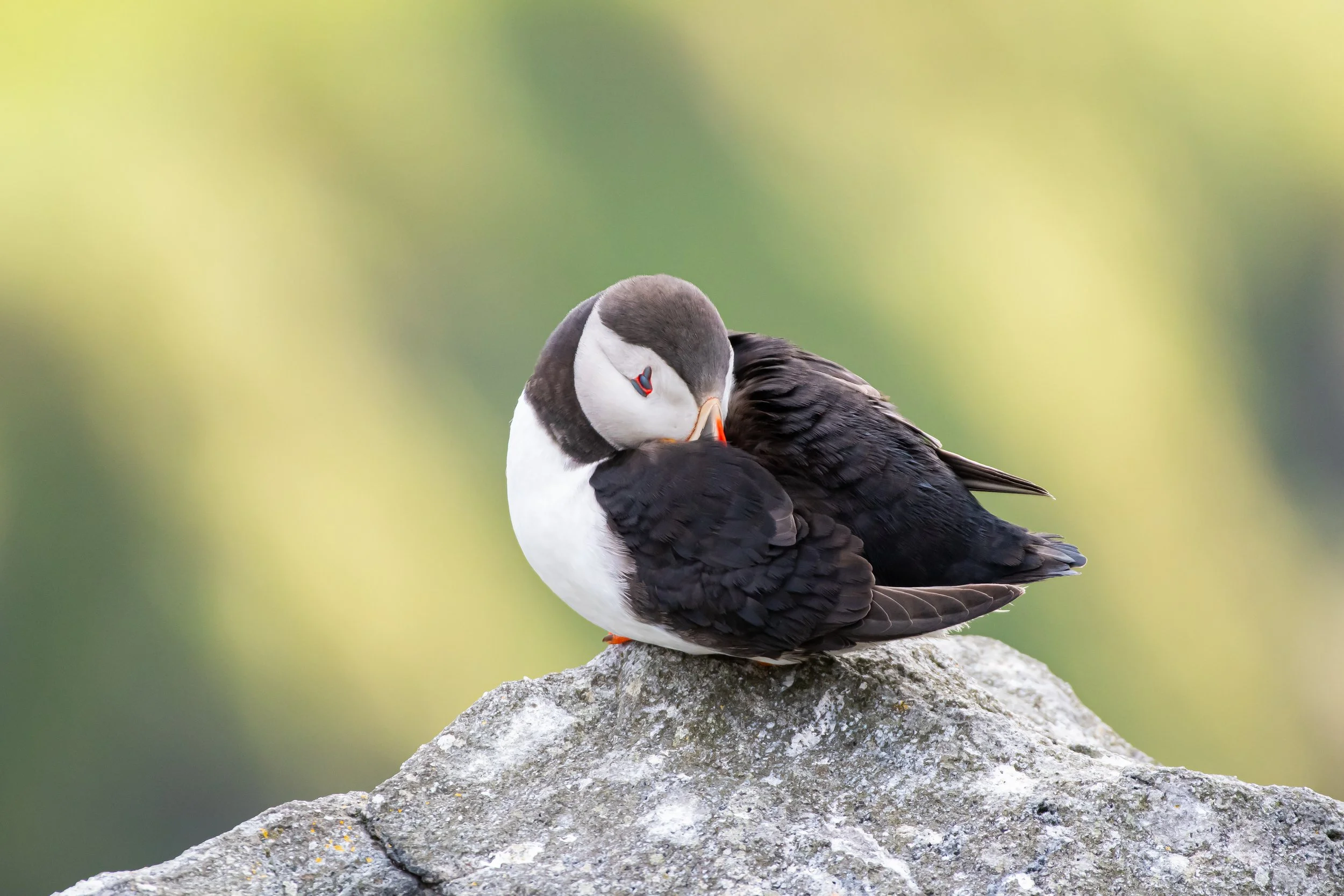 A puffin with black and white feathers, an orange beak, and orange feet, sitting on a rock and grooming itself against a blurred green background.