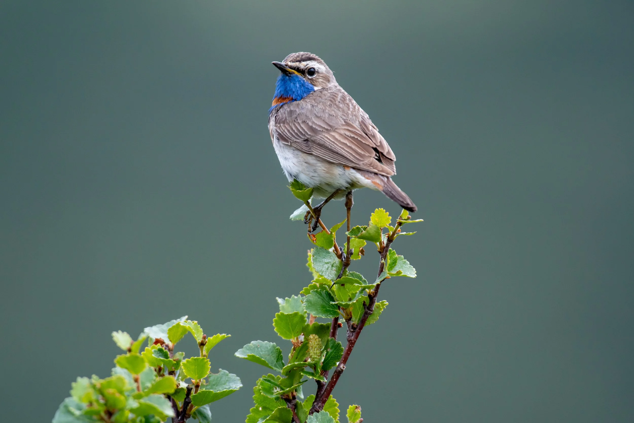 A small bird with blue and orange markings on its face, perched on a leafy branch against a blurred green background.
