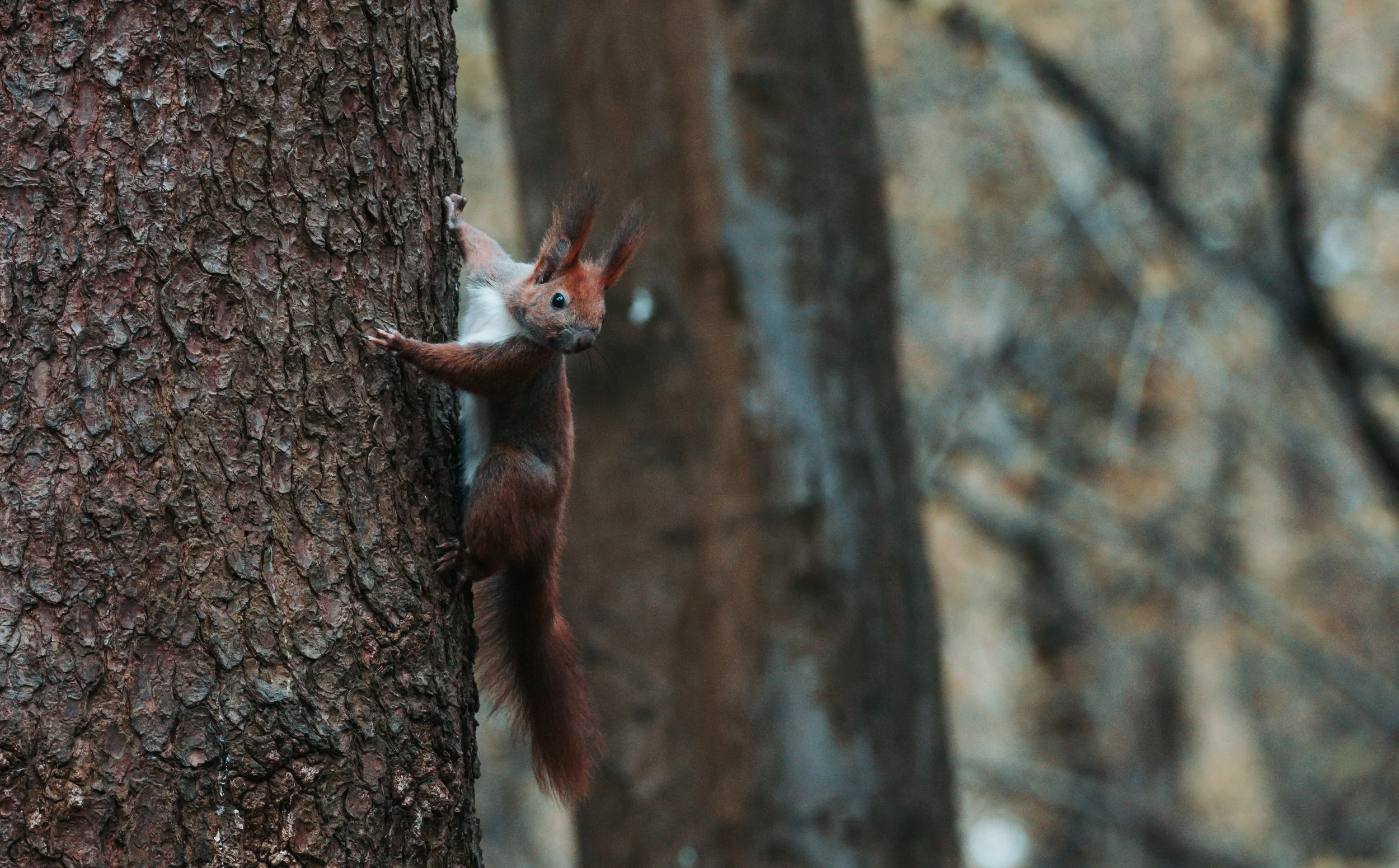 A red squirrel climbing a tree in a forest.