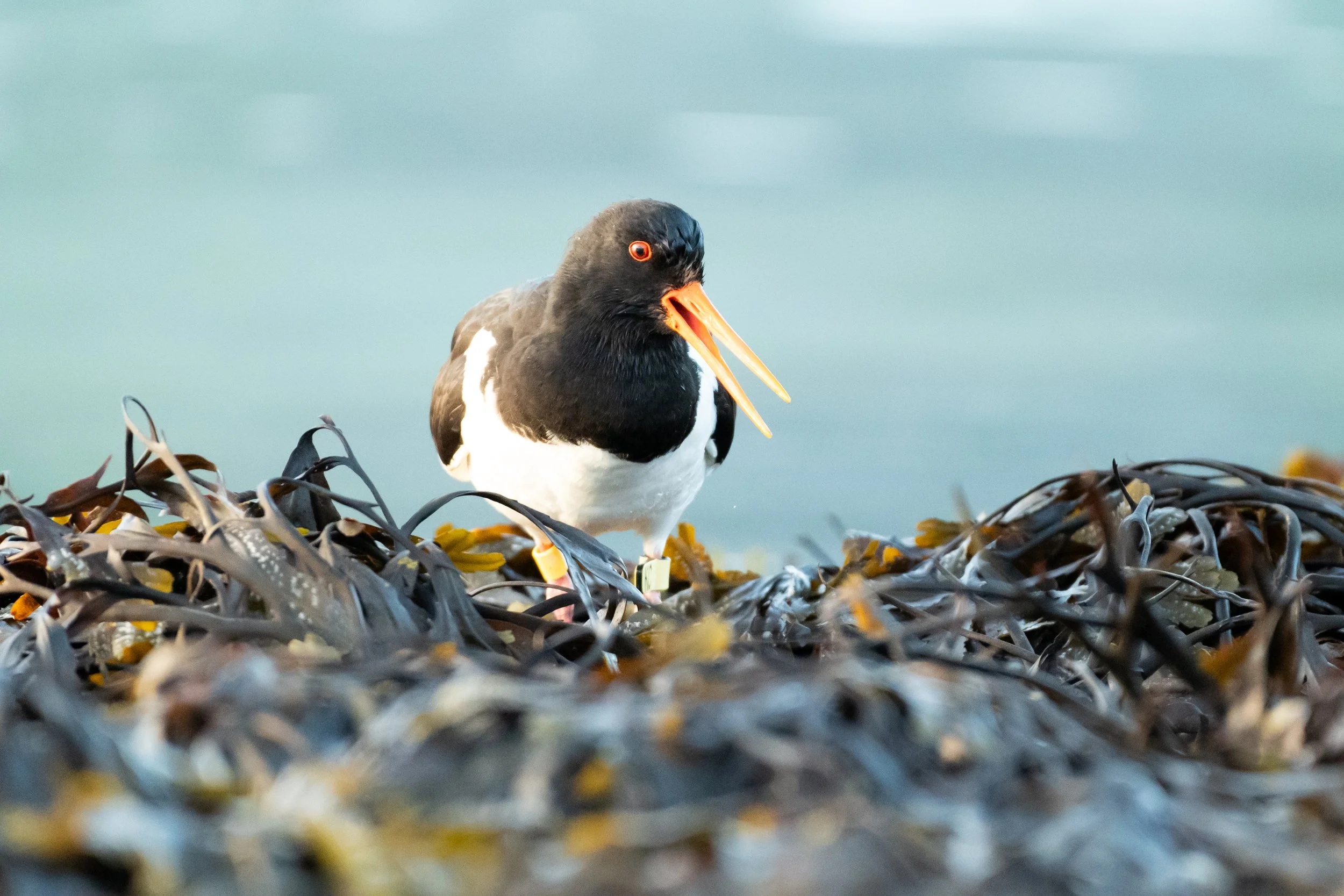A black and white bird with an orange beak and orange eyes standing on a bed of brown seaweed, with a blurred grayish-blue background.