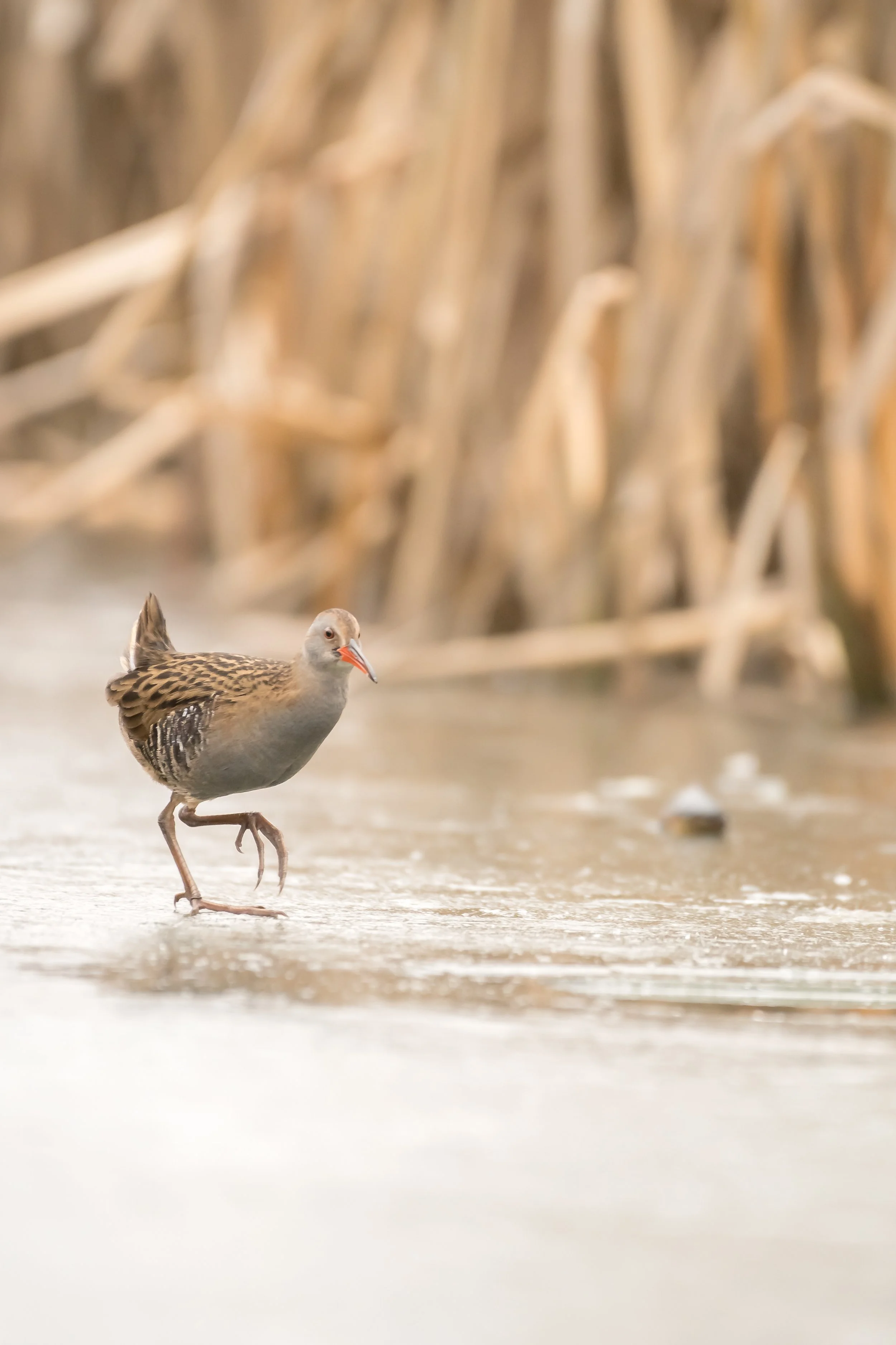 A bird walking on a snowy or icy surface with dried, beige plants in the background.