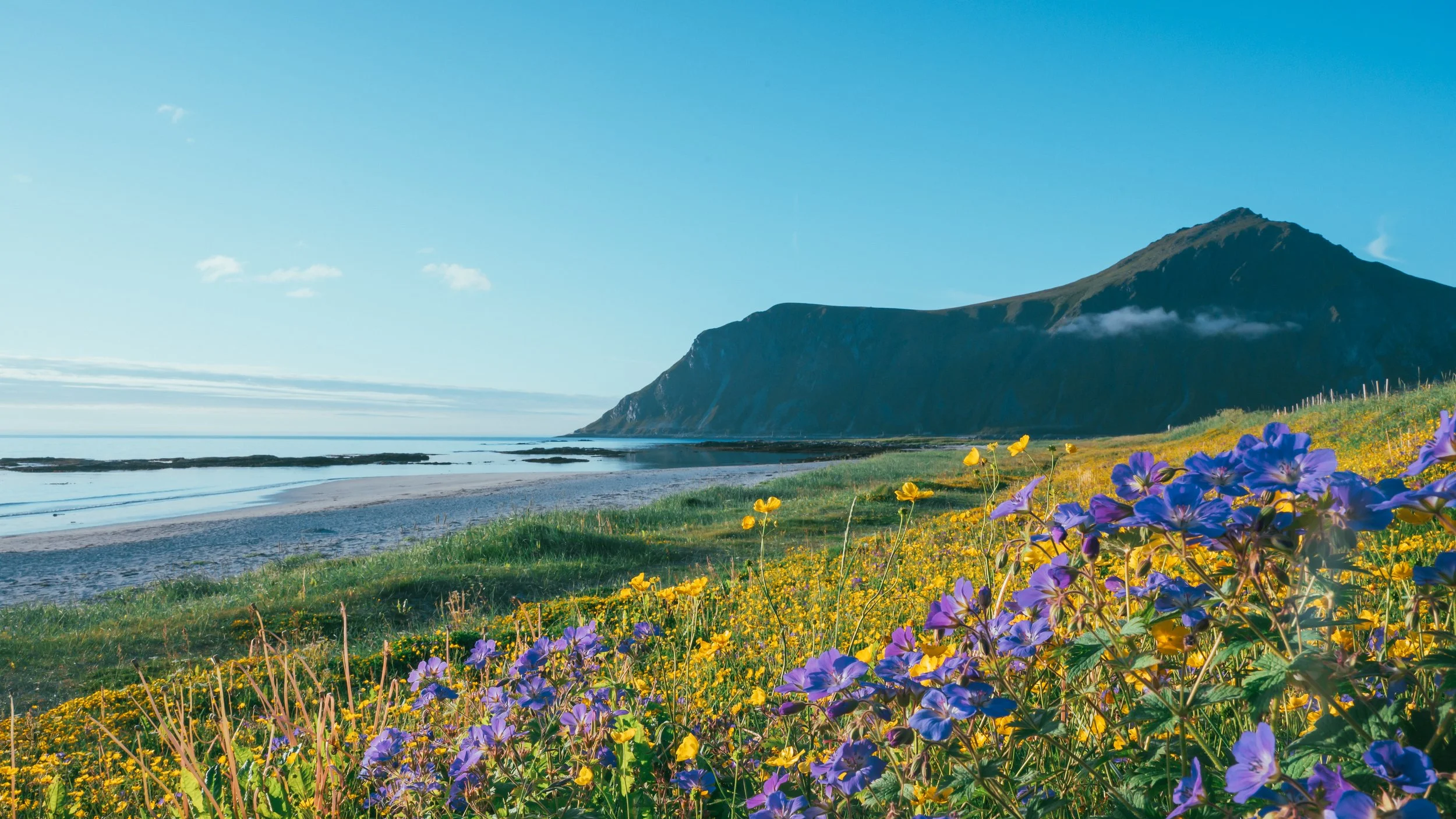 A scenic coastal landscape with a beach, colorful wildflowers in the foreground, and a large mountain in the background under a blue sky.
