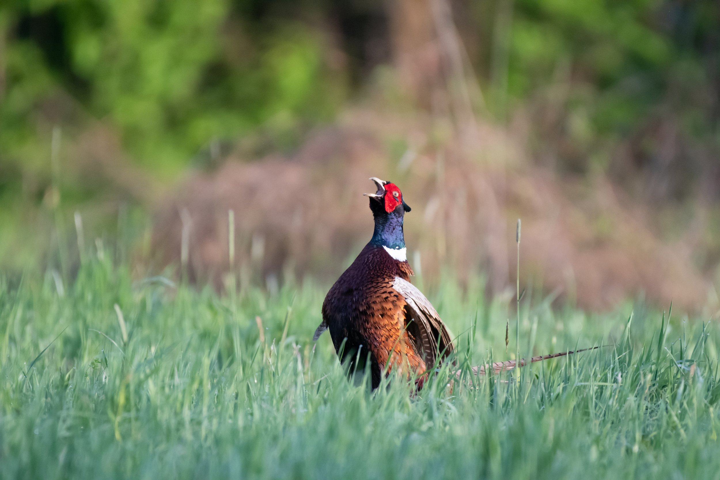 A male pheasant standing in green grass with a blurred natural background, its beak open as if calling or singing.