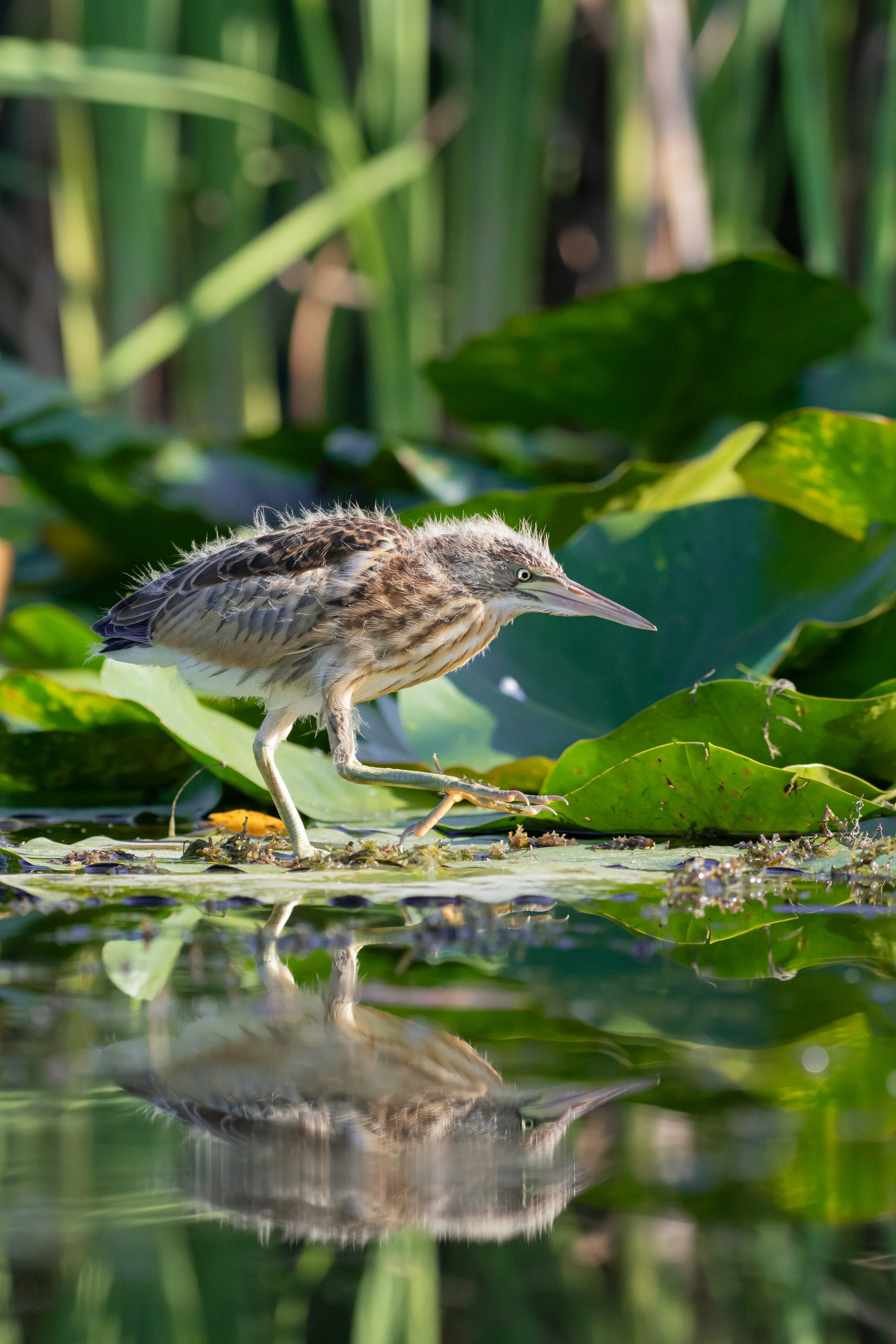 A young heron standing on a lily pad in a pond surrounded by tall green marsh plants.