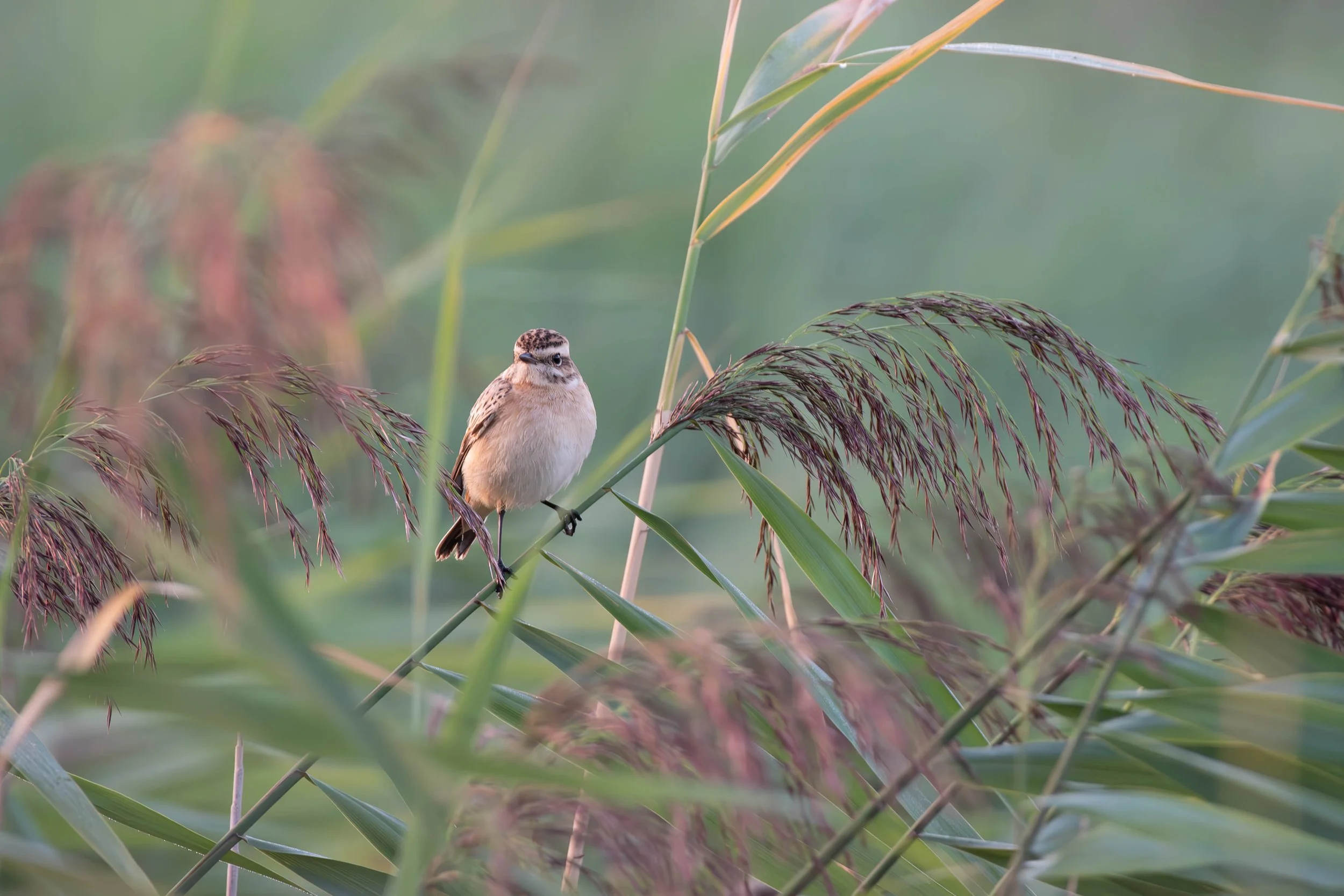 A small brown and beige bird perched on a green reed stem surrounded by tall grasses and plants.