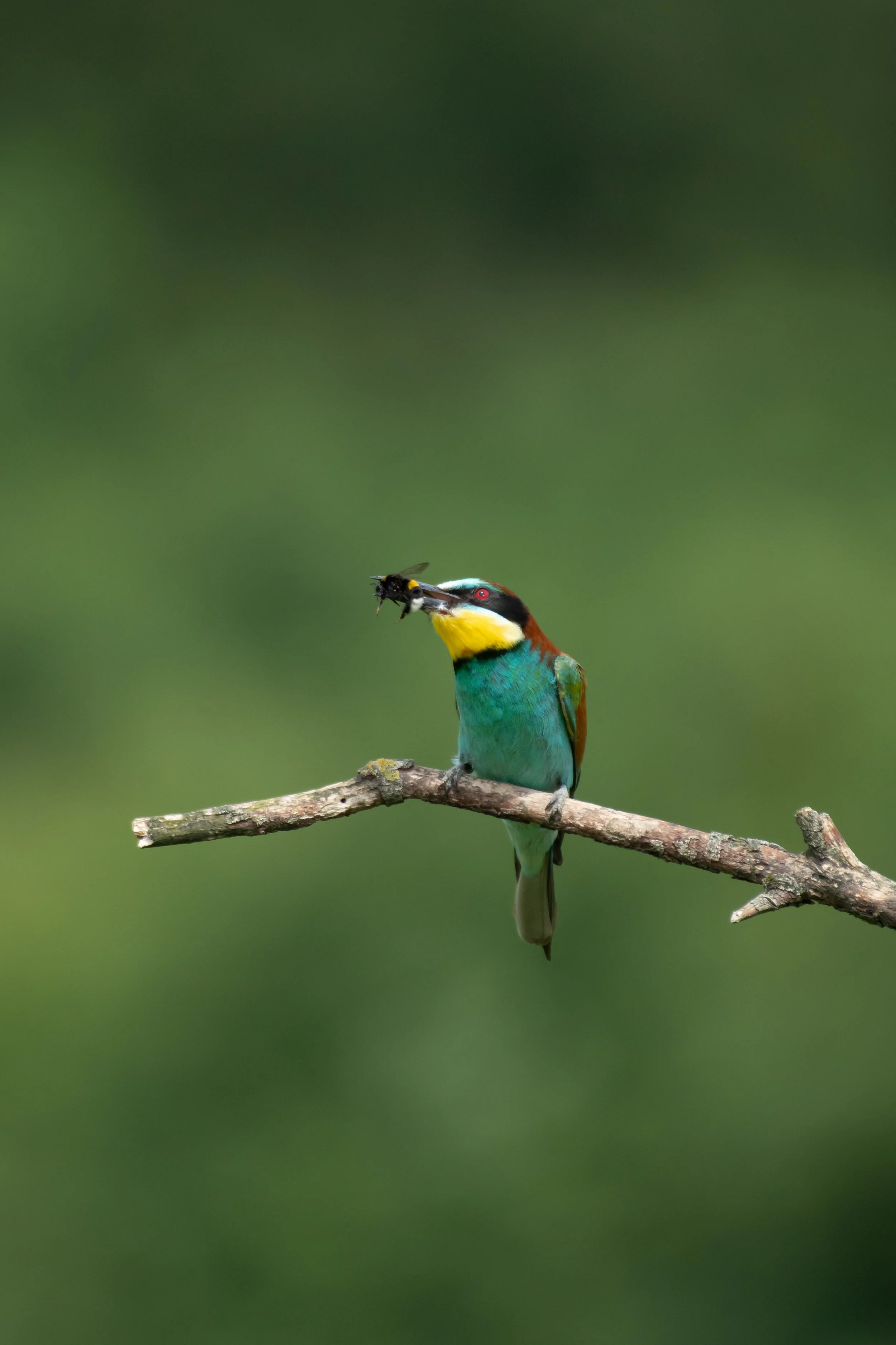 A colorful bird perched on a branch holding a bee in its beak, against a blurred green background.