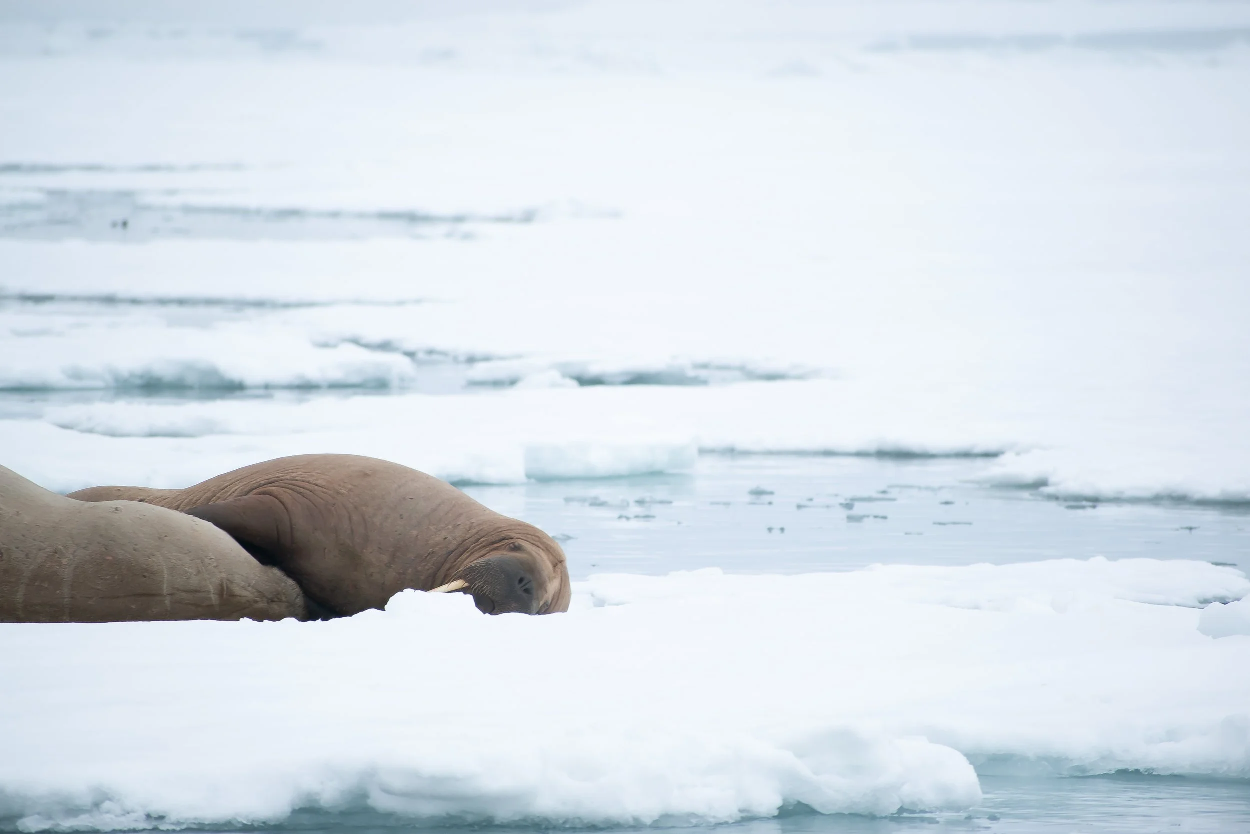 An elephant lying on snow and ice near a body of water in a cold, Arctic environment.