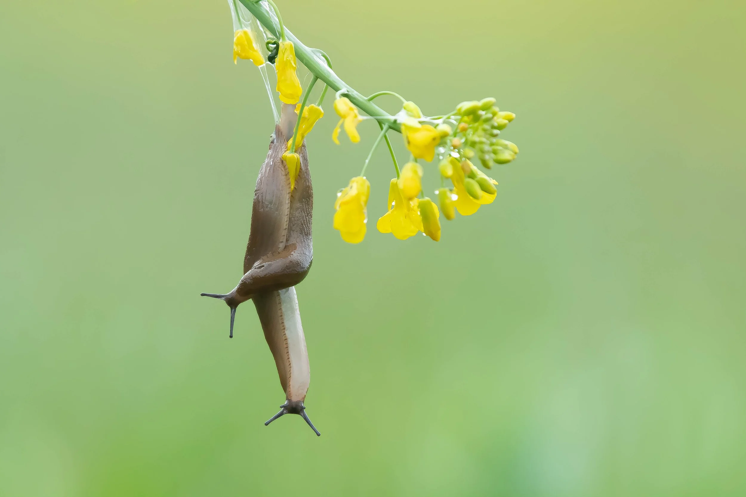 A brown snail hanging upside down from a yellow flower on a green stem on a blurred green background.