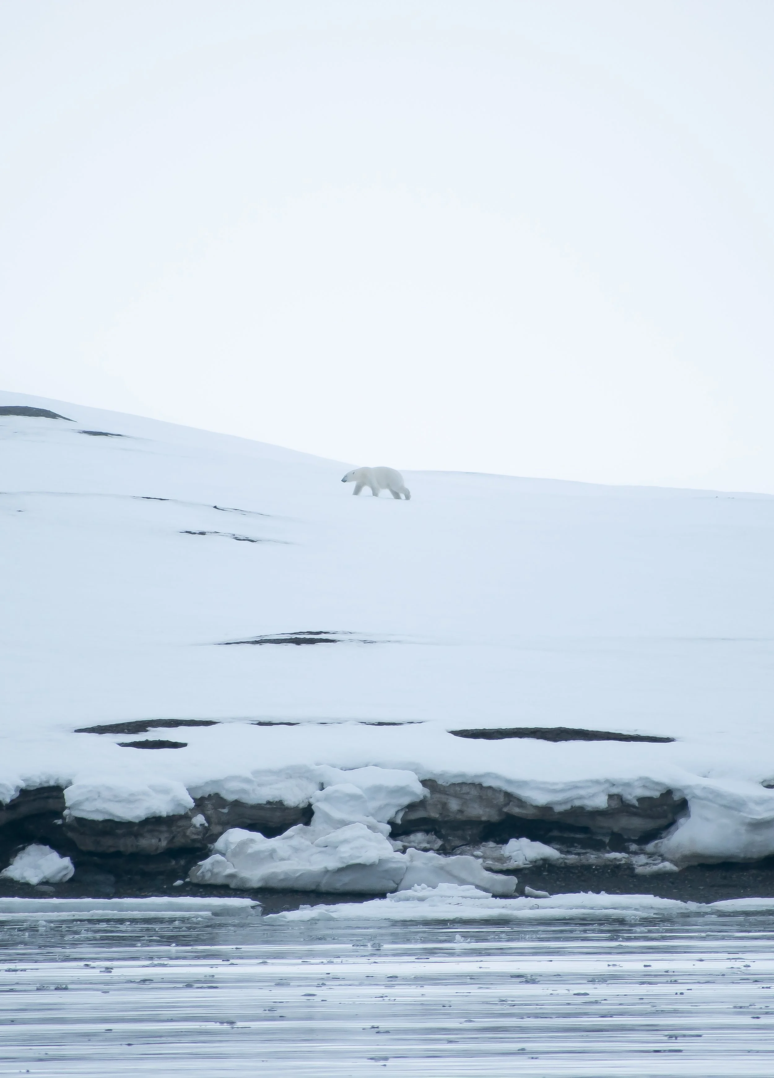 A polar bear walking on snow-covered landscape near the water in the Arctic.