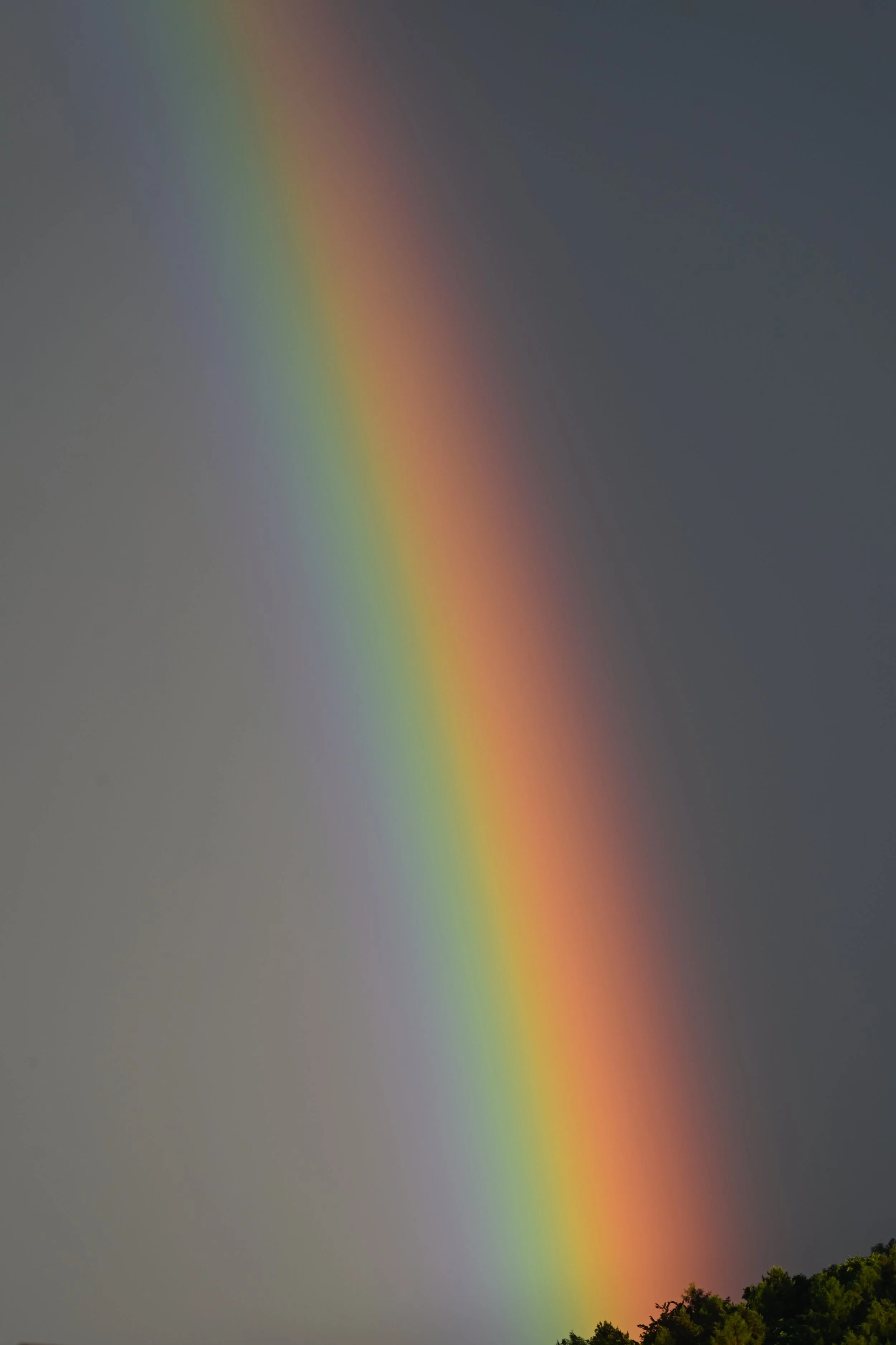 Colorful rainbow arching across a cloudy dark sky above a green treetops.