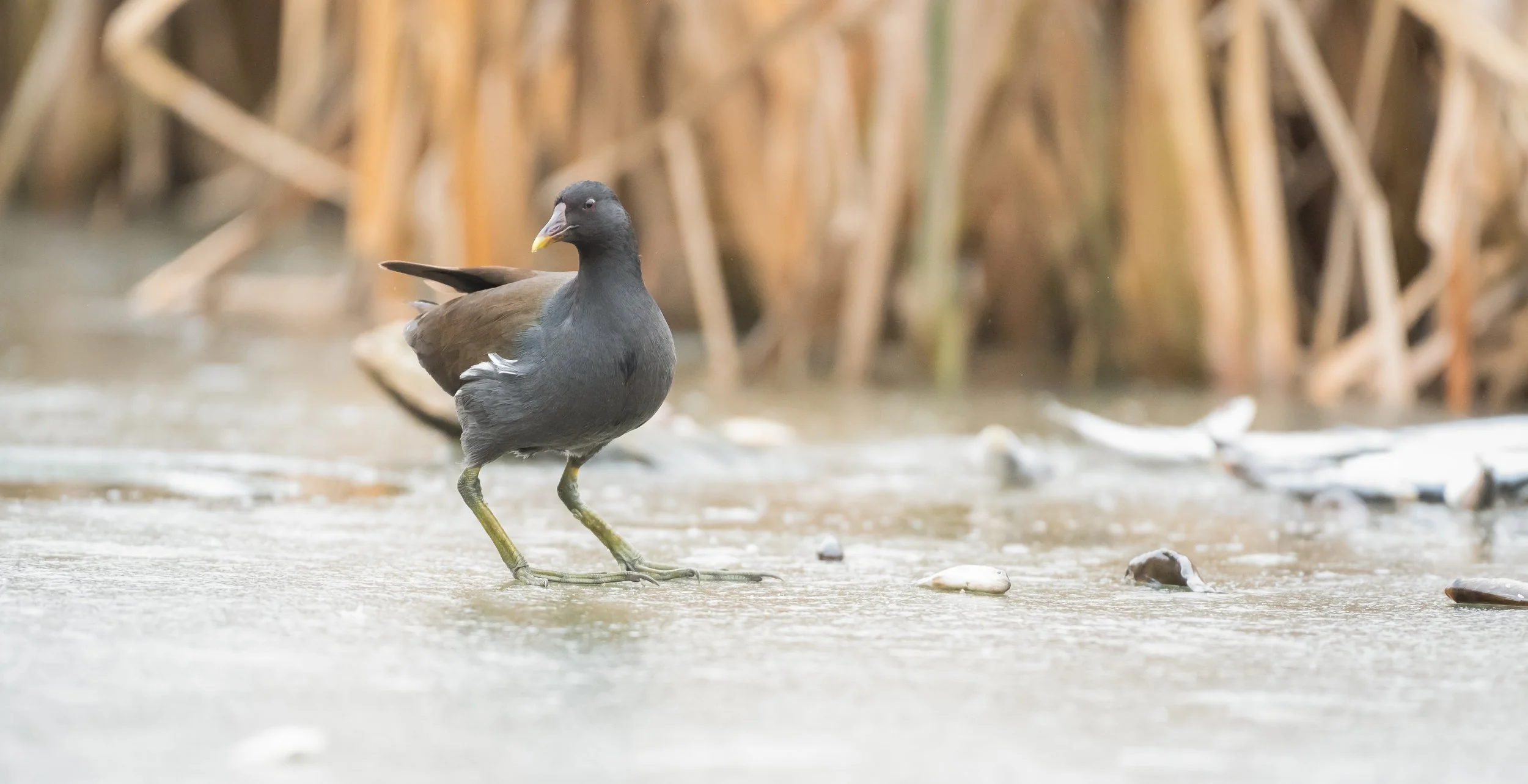 A dark-colored bird standing on mud with tall grasses in the background.