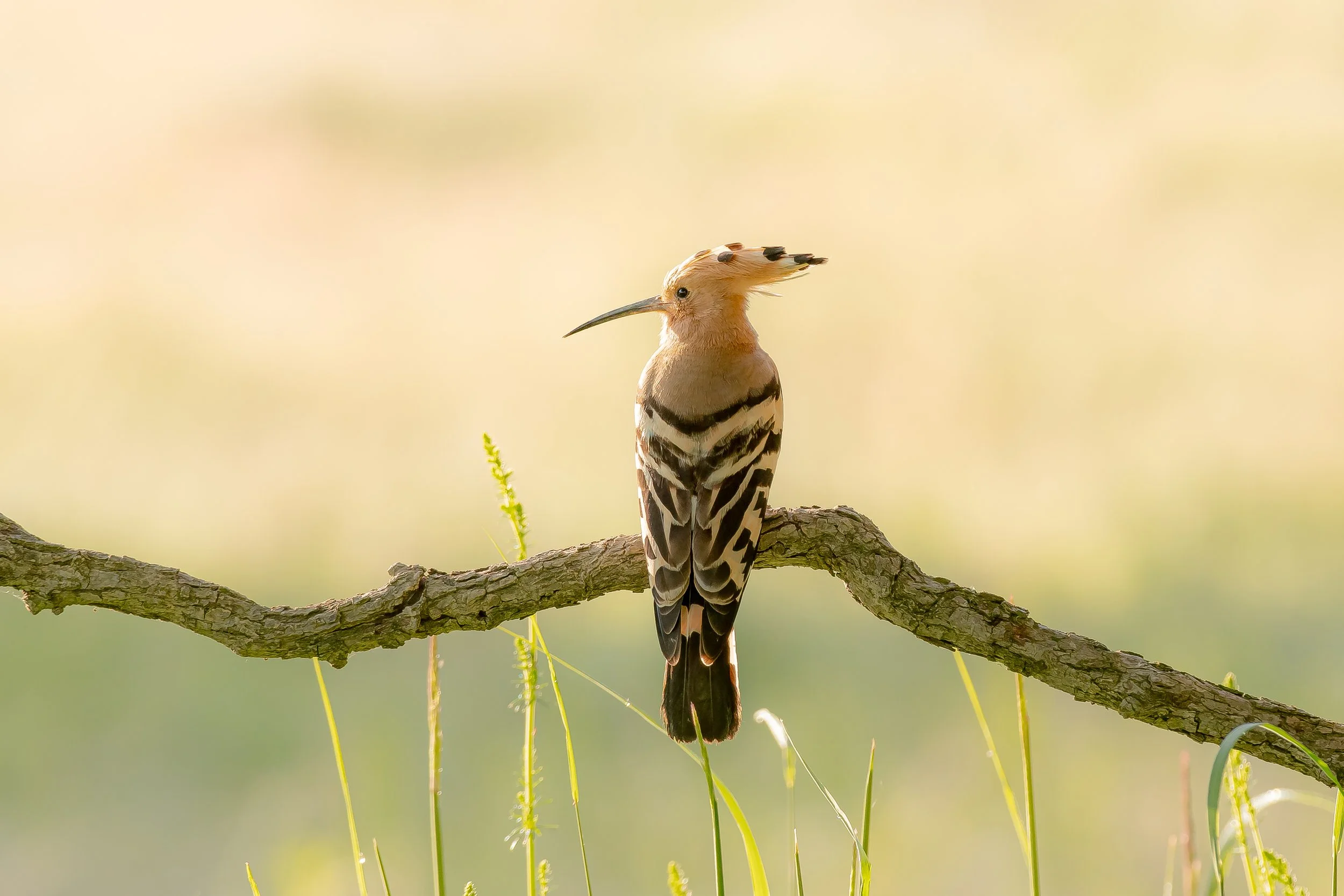 A bird perched on a tree branch with a blurred natural background.
