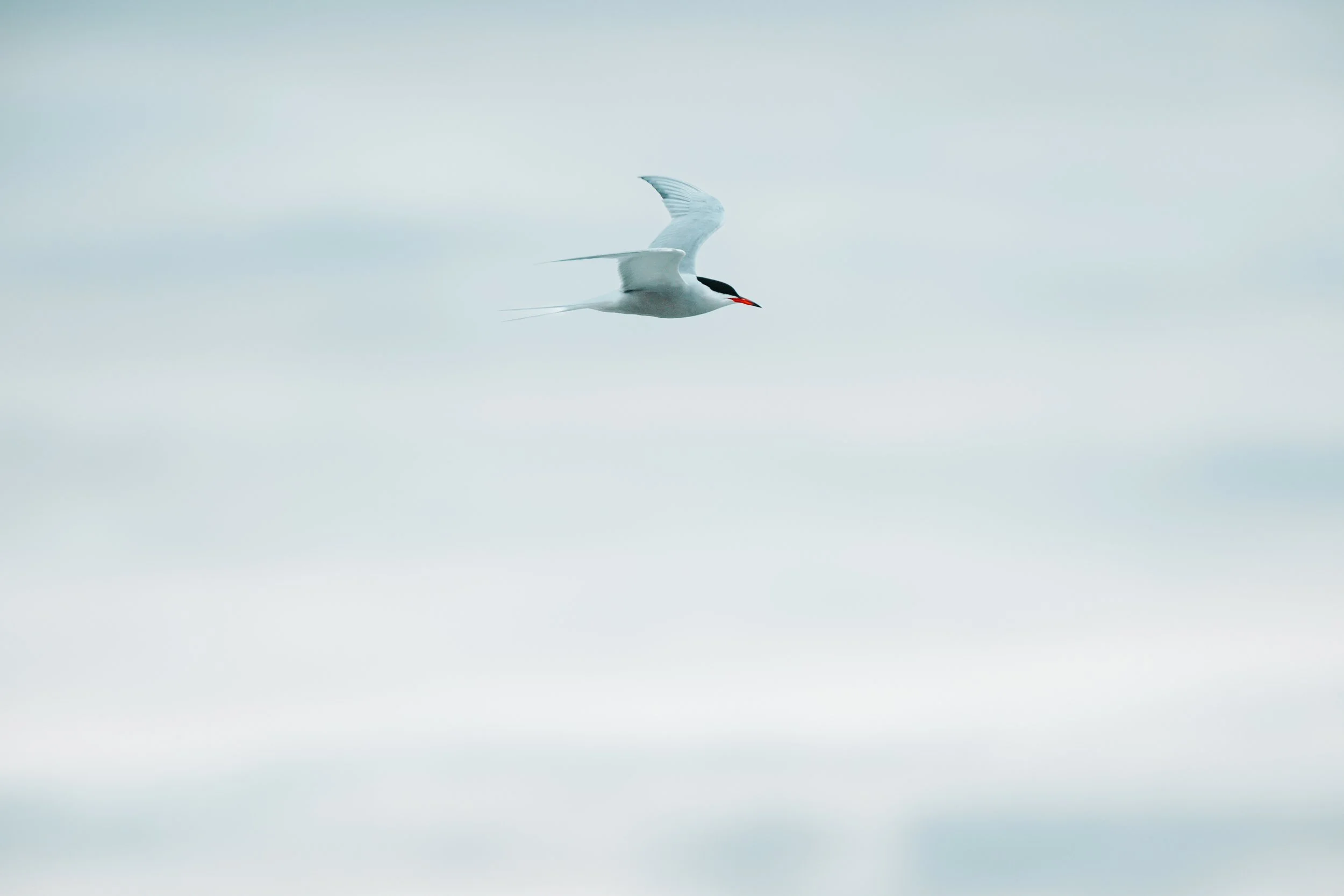 A white bird with black on its head and red bill flying in a cloudy sky.
