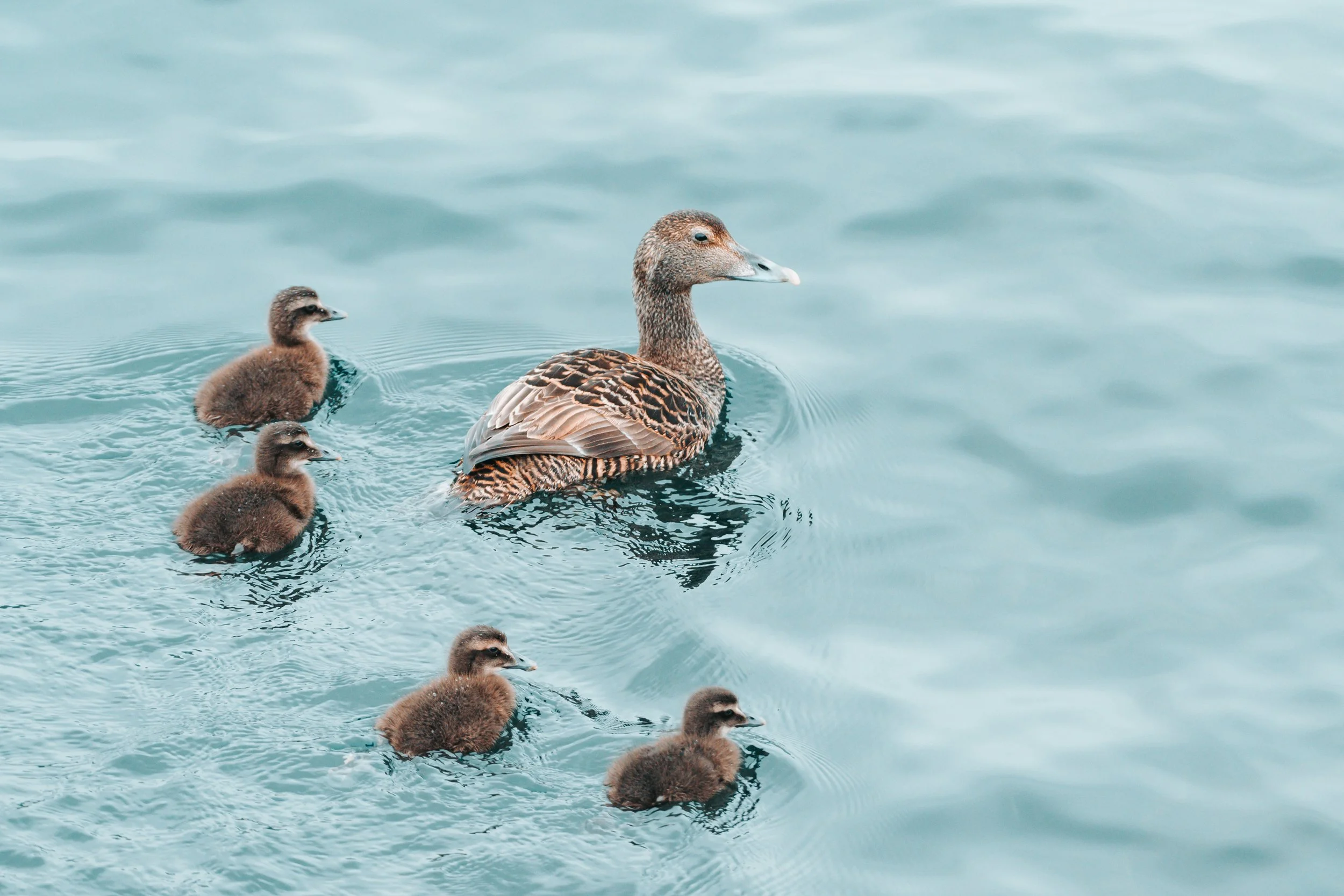 A duck with brown and tan feathers swimming on water, leading five ducklings with fluffy brown down.