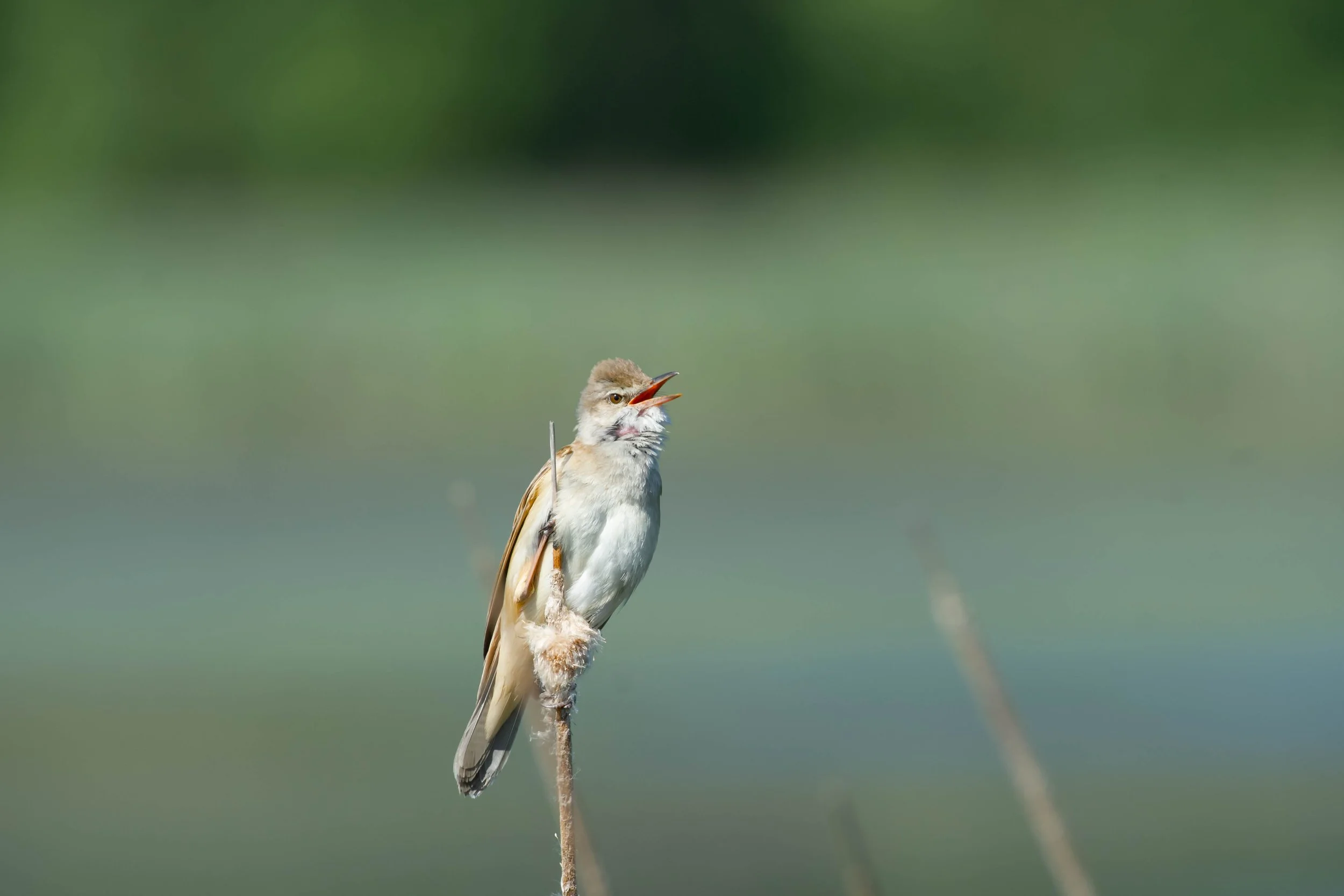 A bird perched on a thin reed, with its beak open as if singing, set against a blurred green and blue background.