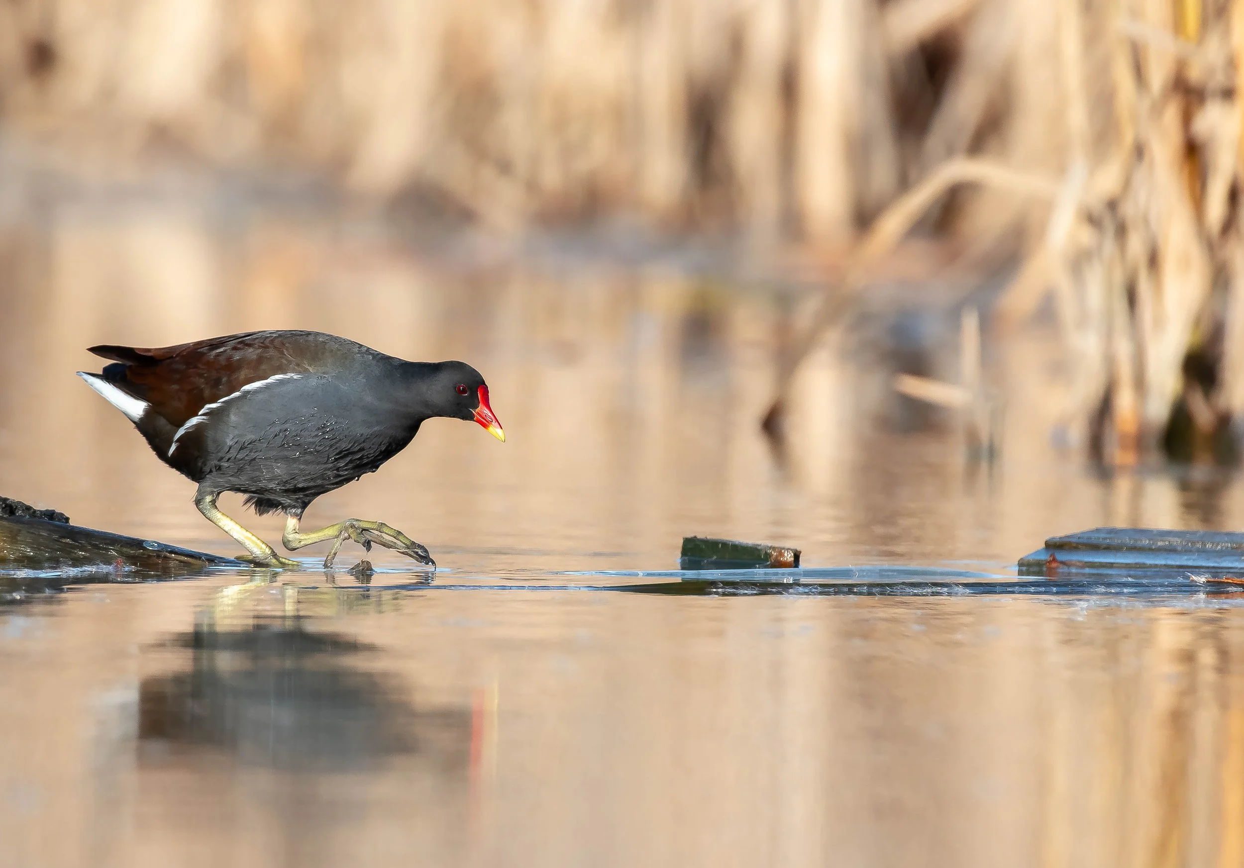 A bird standing on a small rock in calm water, with tall dried grasses in the background.