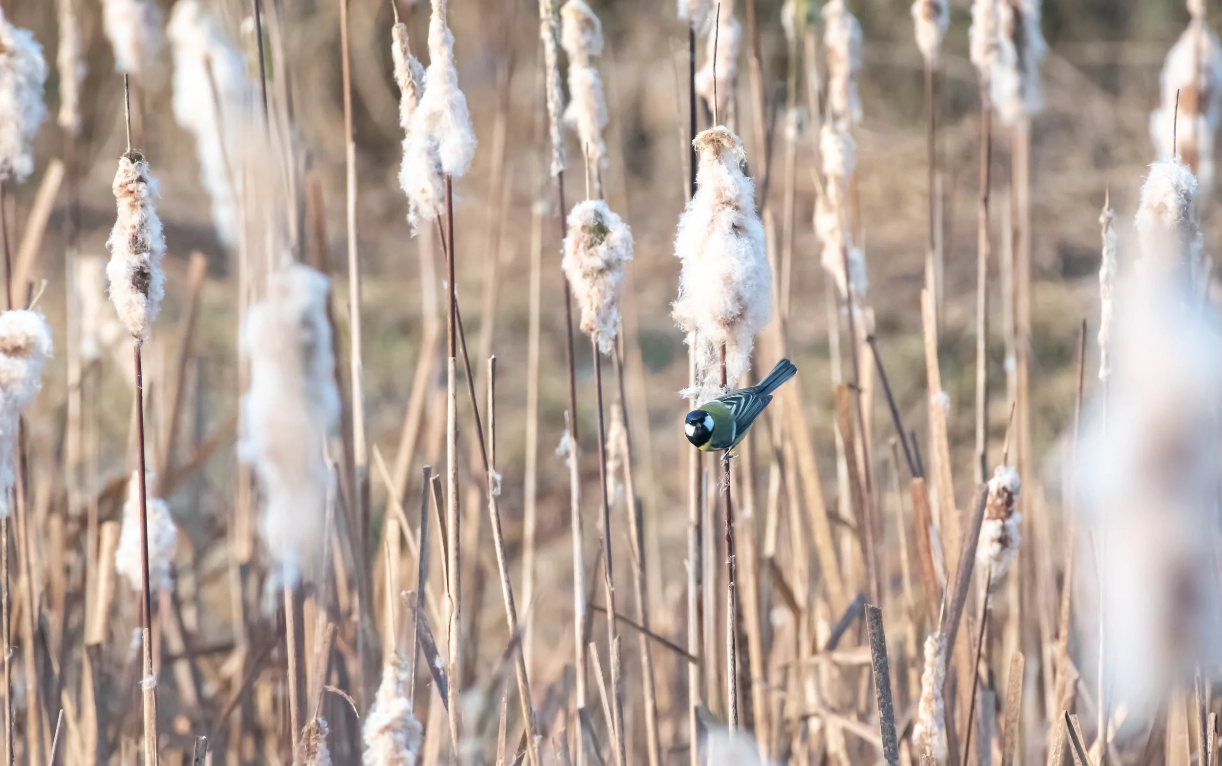 A small bird perched on a dried cattail stem in a marshy area during winter.