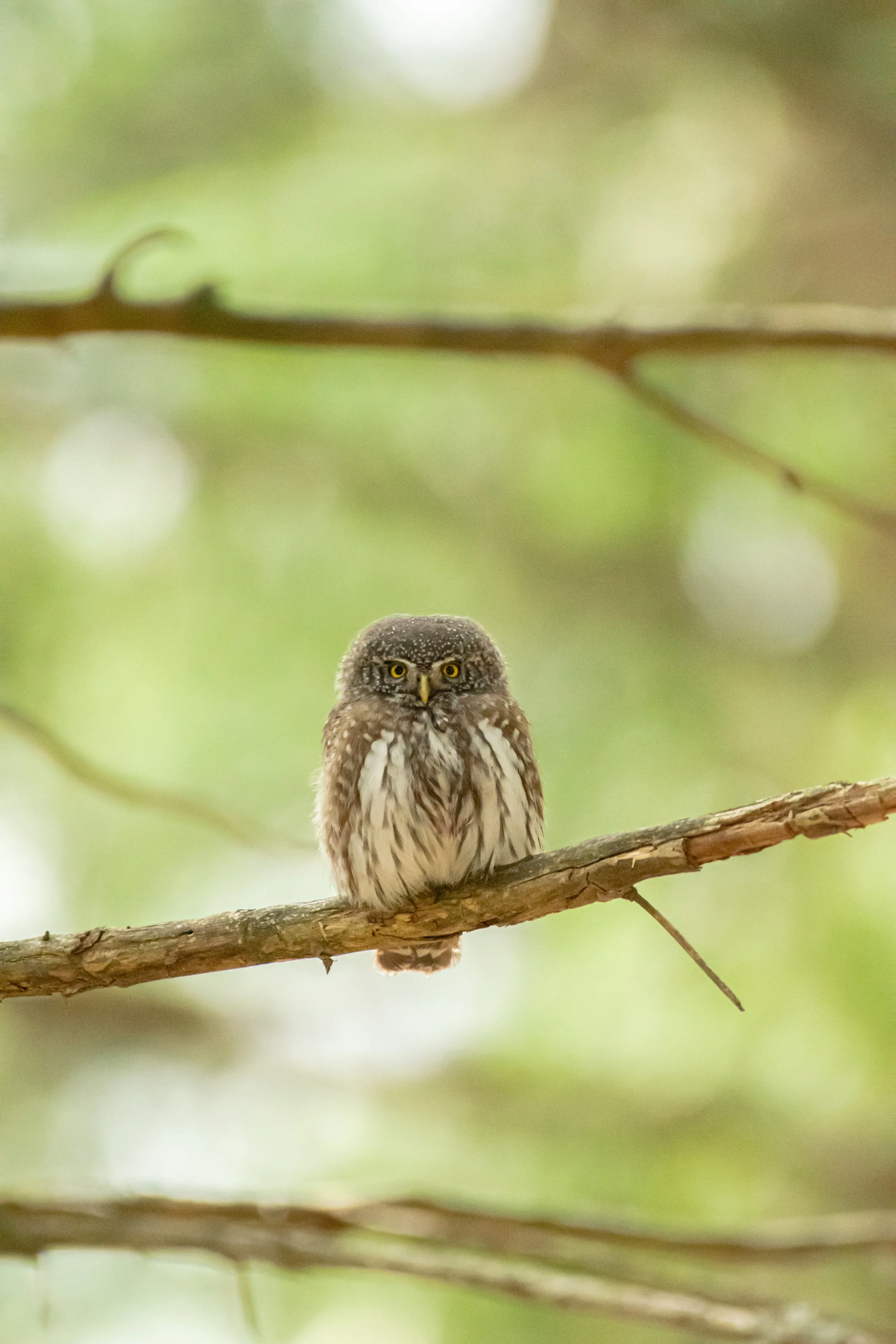 Small owl perched on a branch in a green forest.