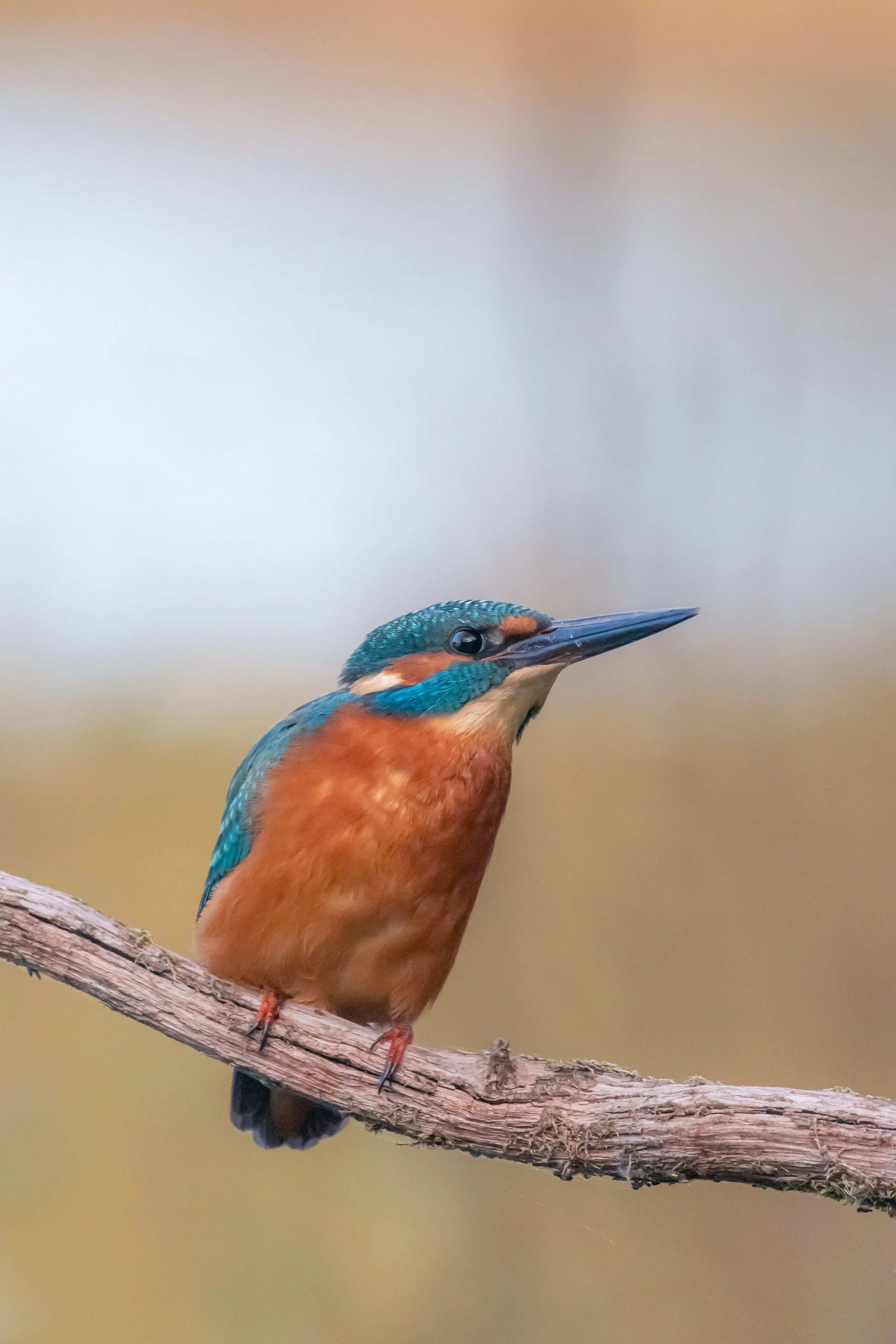A colorful kingfisher bird perched on a branch, facing to the right, with a blurred background.