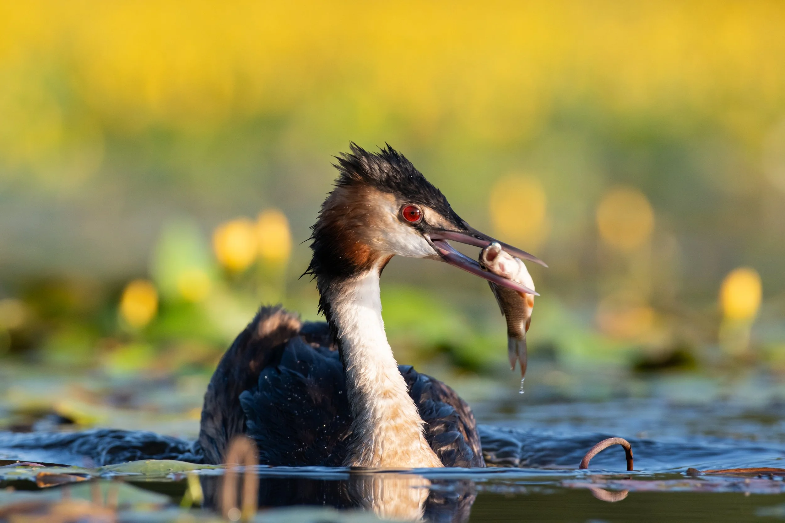 A heron holding a fish in its beak while swimming in a body of water with a blurred green and yellow background.