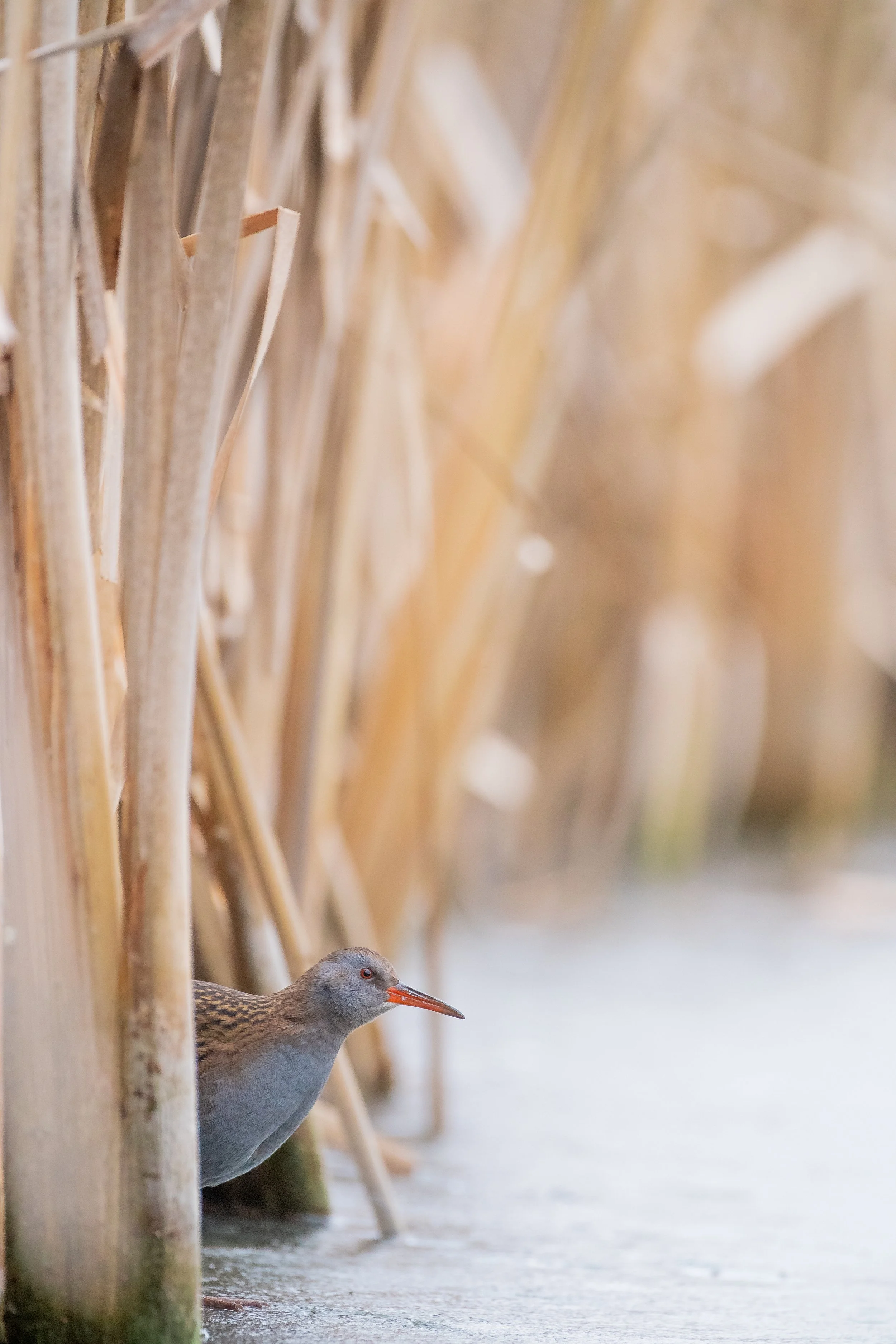 A bird with a gray body, reddish beak, and light brown and black markings on its back is peeking out from behind tall dry reeds or grass near water.