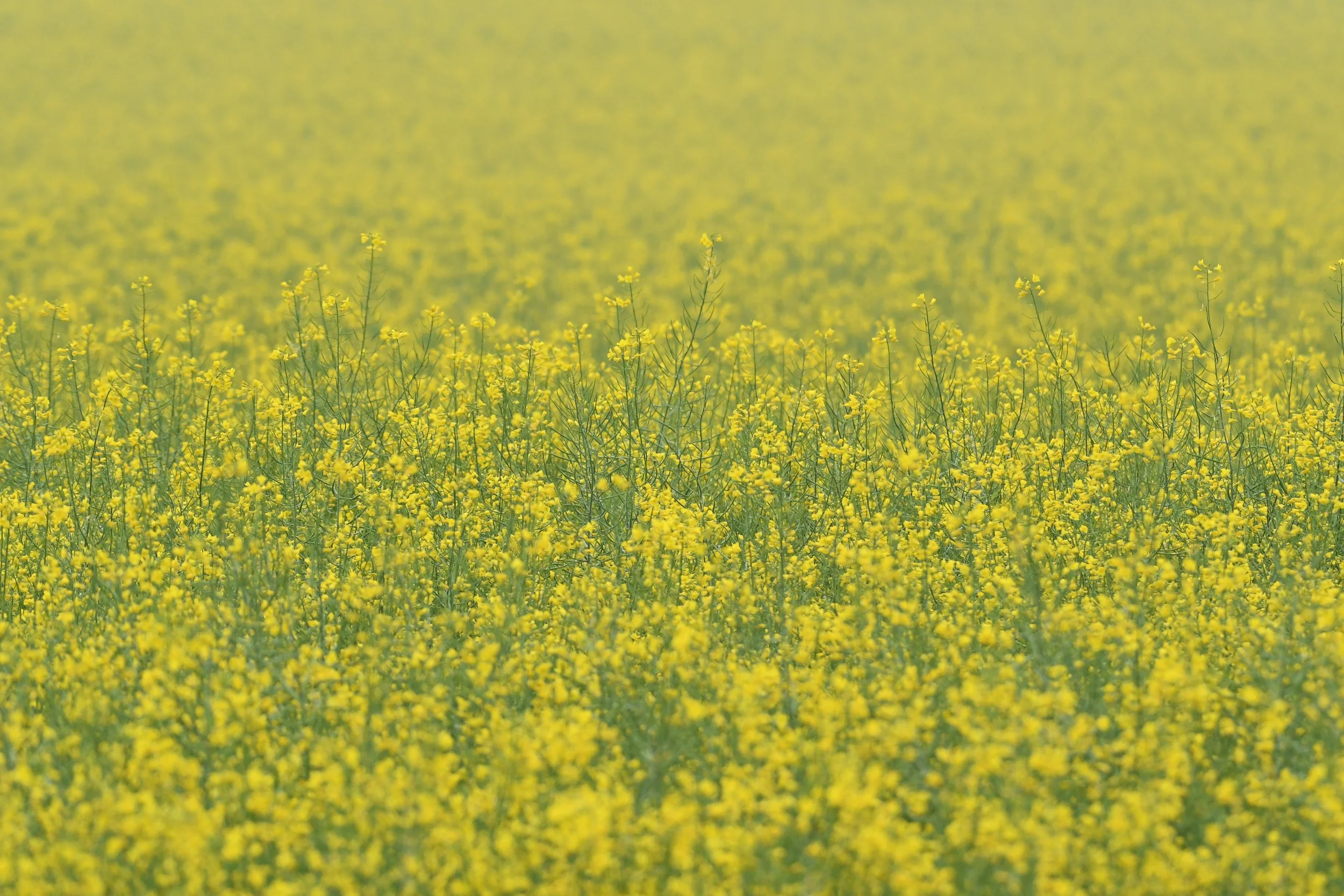 A vast field of yellow flowering plants extending to the horizon.