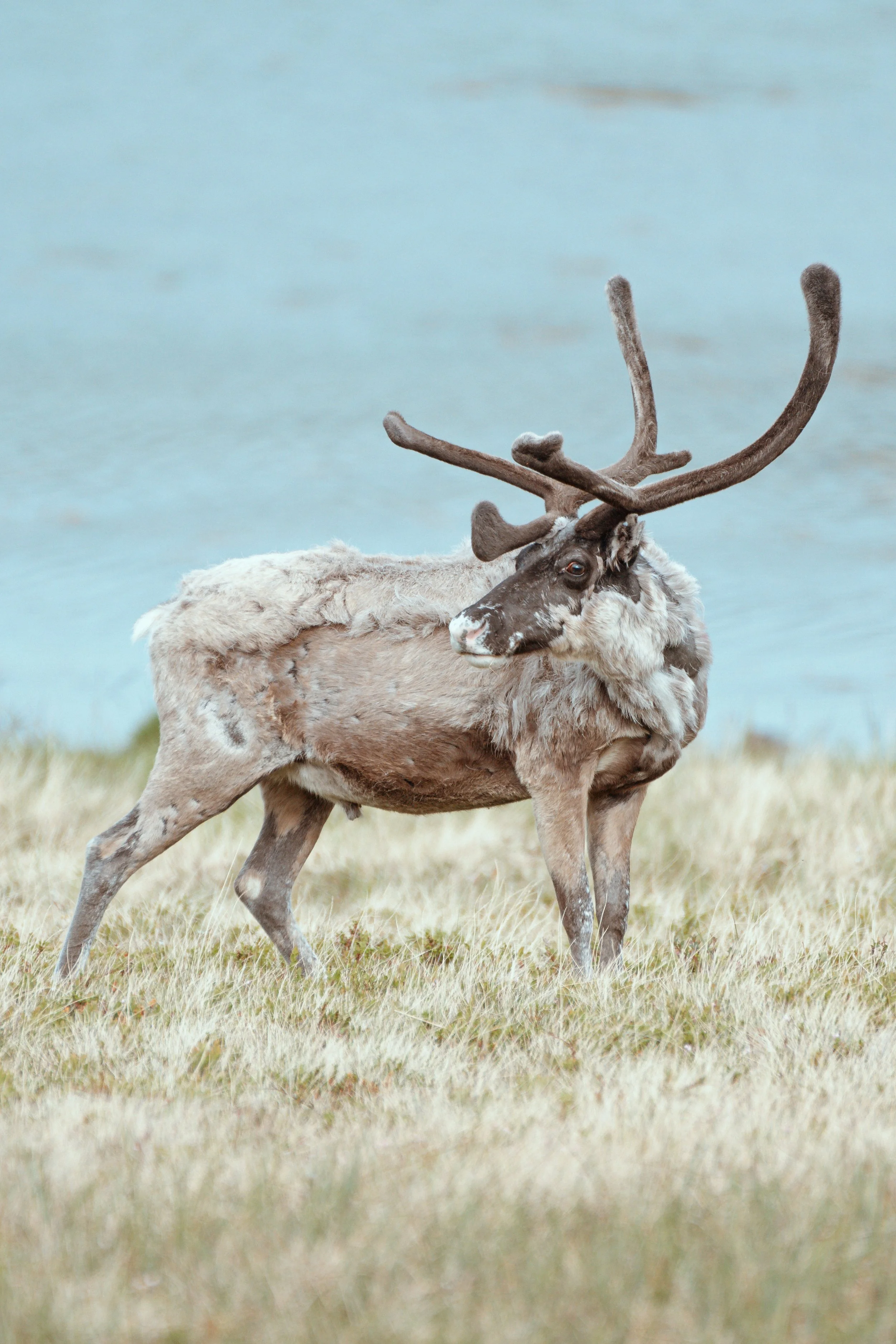 A reindeer standing in a grassy field near water with large antlers and a patchy fur coat.