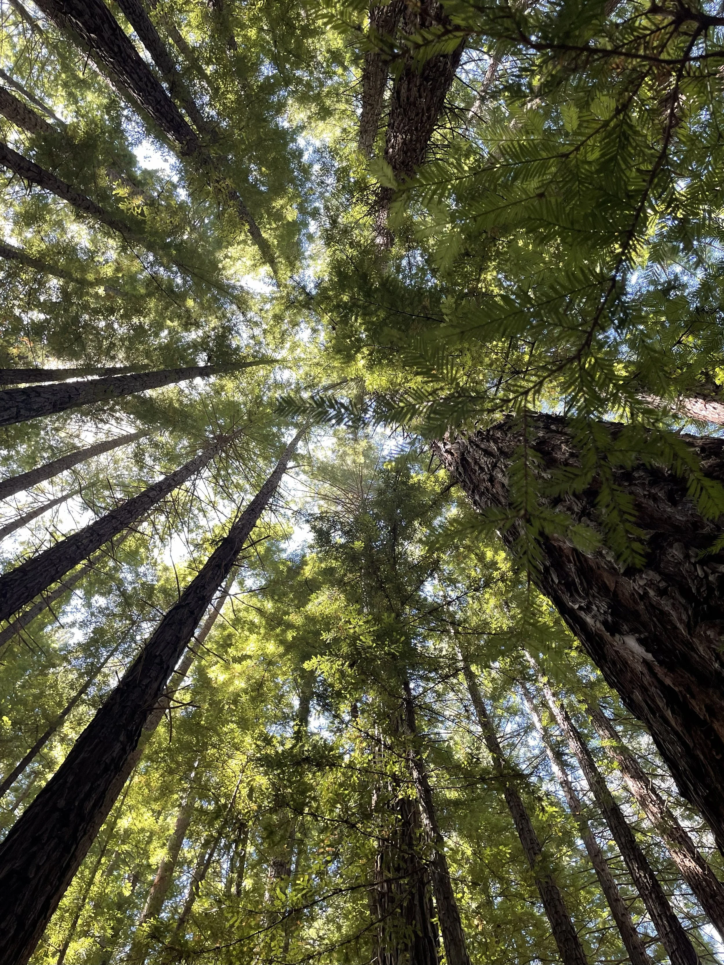 looking up at a pine tree forest canopy