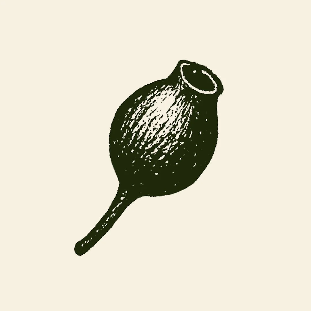 Unfurl: Forest Therapy Nature connection