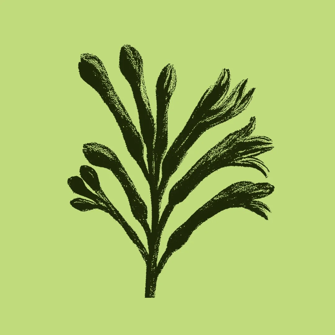 Unfurl: Forest Therapy Nature connection 