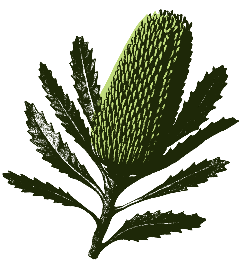 A stylized illustration of a green Banksia with dark green leaves against a black background.