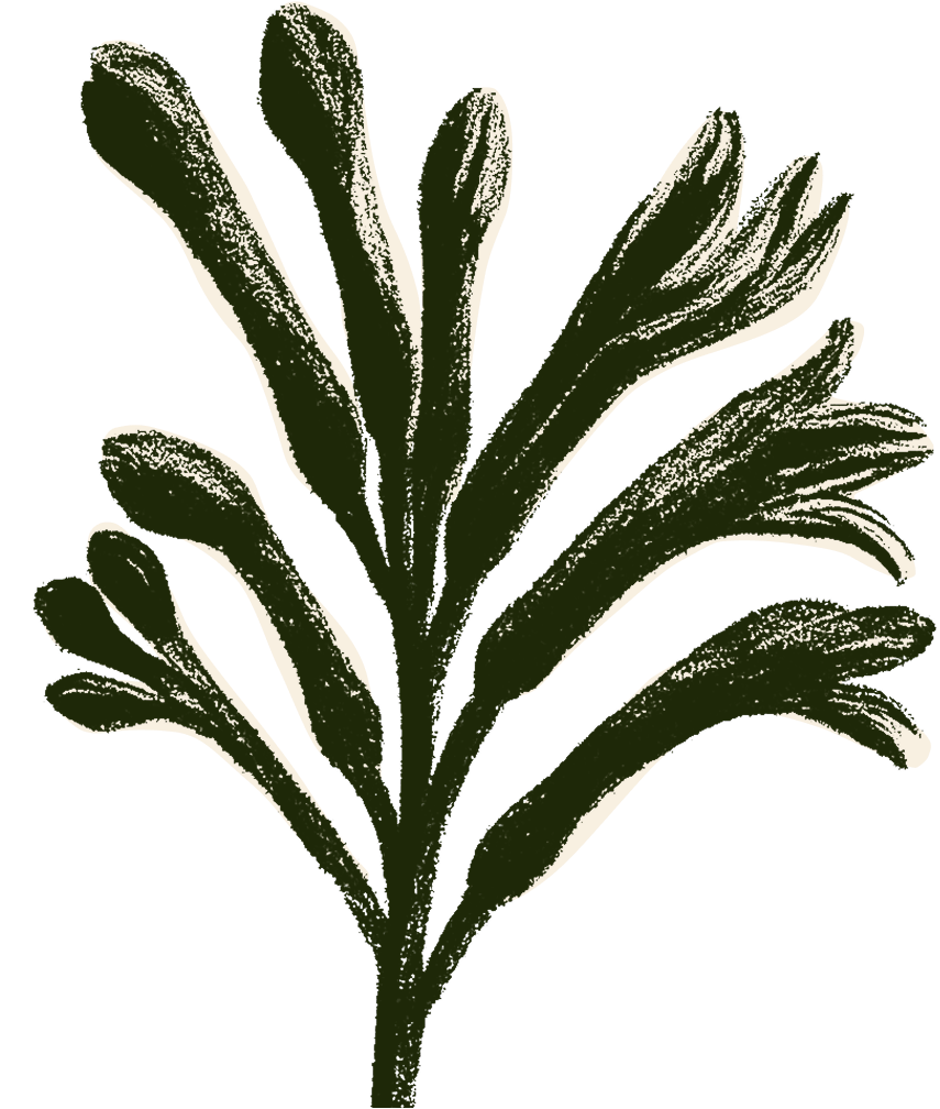 kangaroo paw image illustration