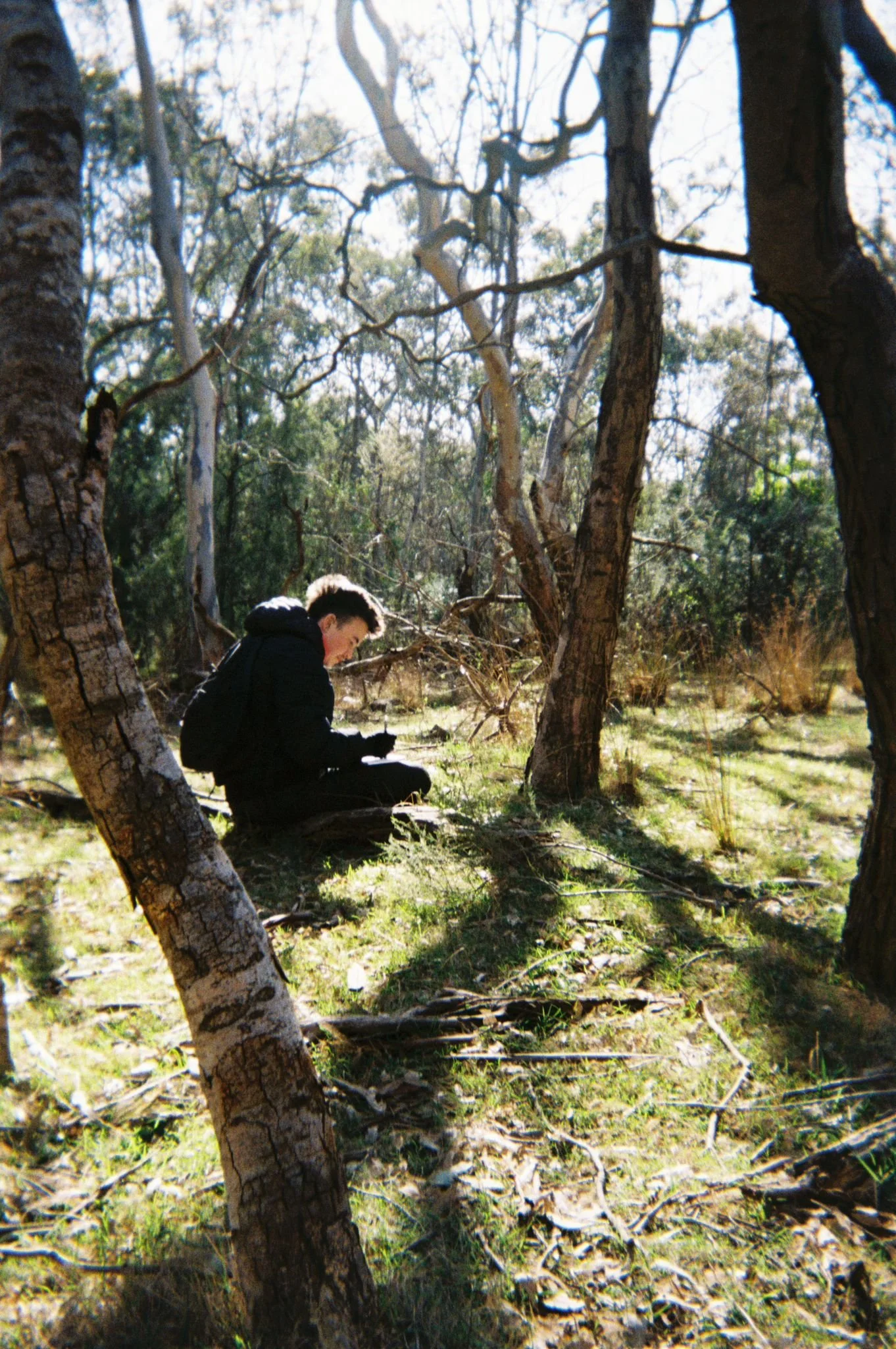 Person sitting under some trees drawing with dappled sunlight coming through the trees